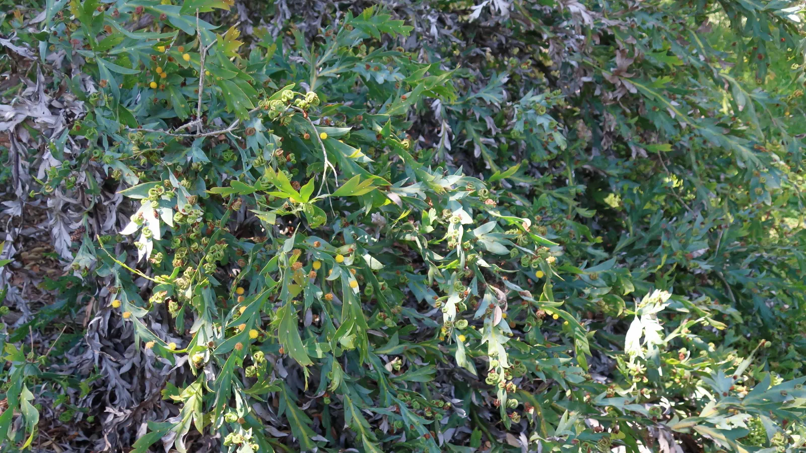 Clay Wattle (Acacia Glaucoptera) — During late winter to early spring
