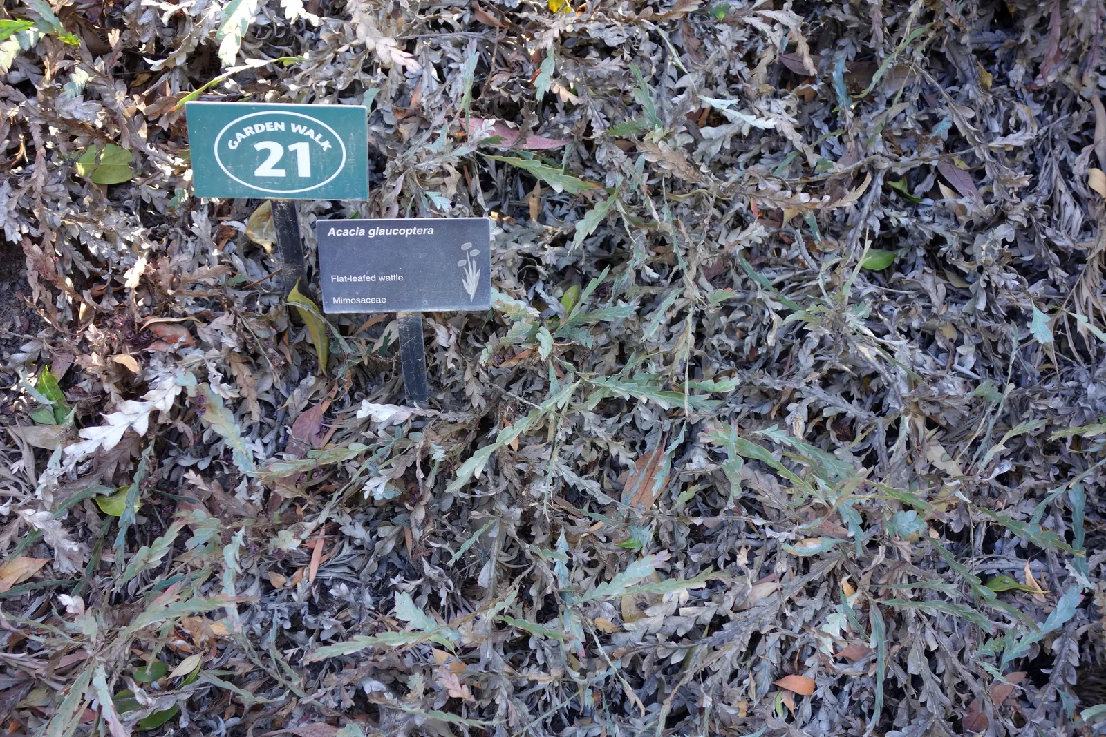 Clay Wattle (Acacia Glaucoptera) — It possesses a unique growth habit