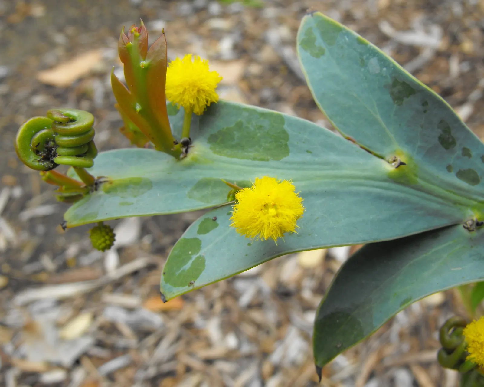 Clay Wattle (Acacia Glaucoptera) — Ideal for xeriscaping and low-maintenance gardens