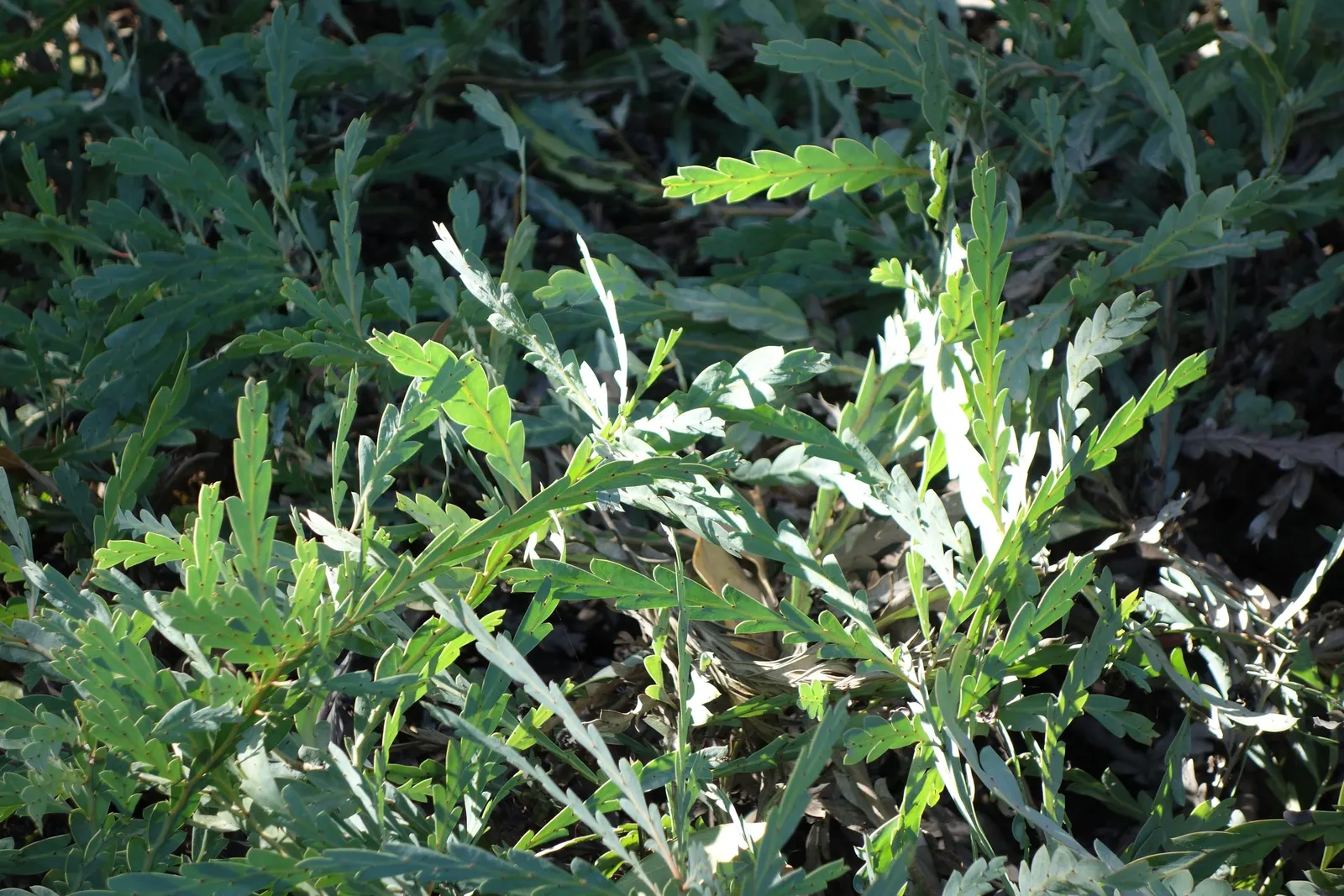 Clay Wattle (Acacia Glaucoptera) — Yellow, rod-like flowers bloom in late winter to early spring, attracting pollinators