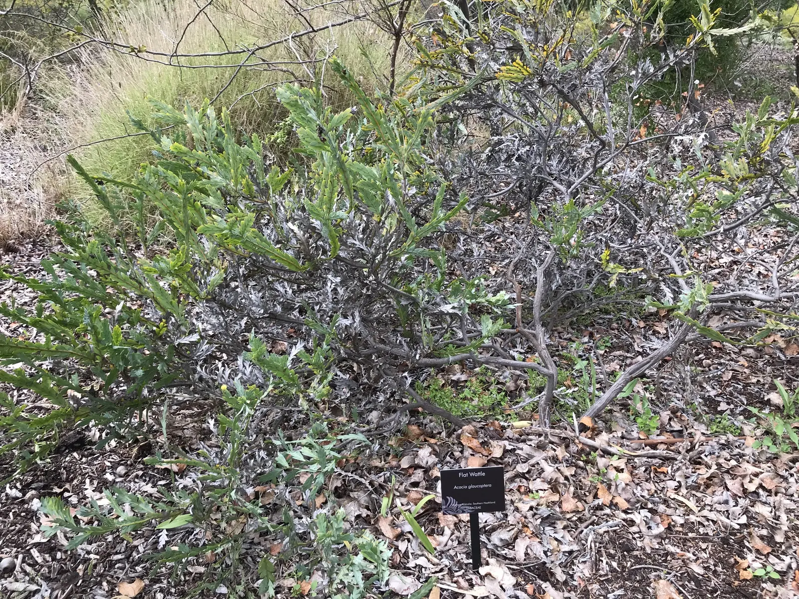 Clay Wattle (Acacia Glaucoptera) — Prefers full sun and well-draining soil, showing good drought tolerance