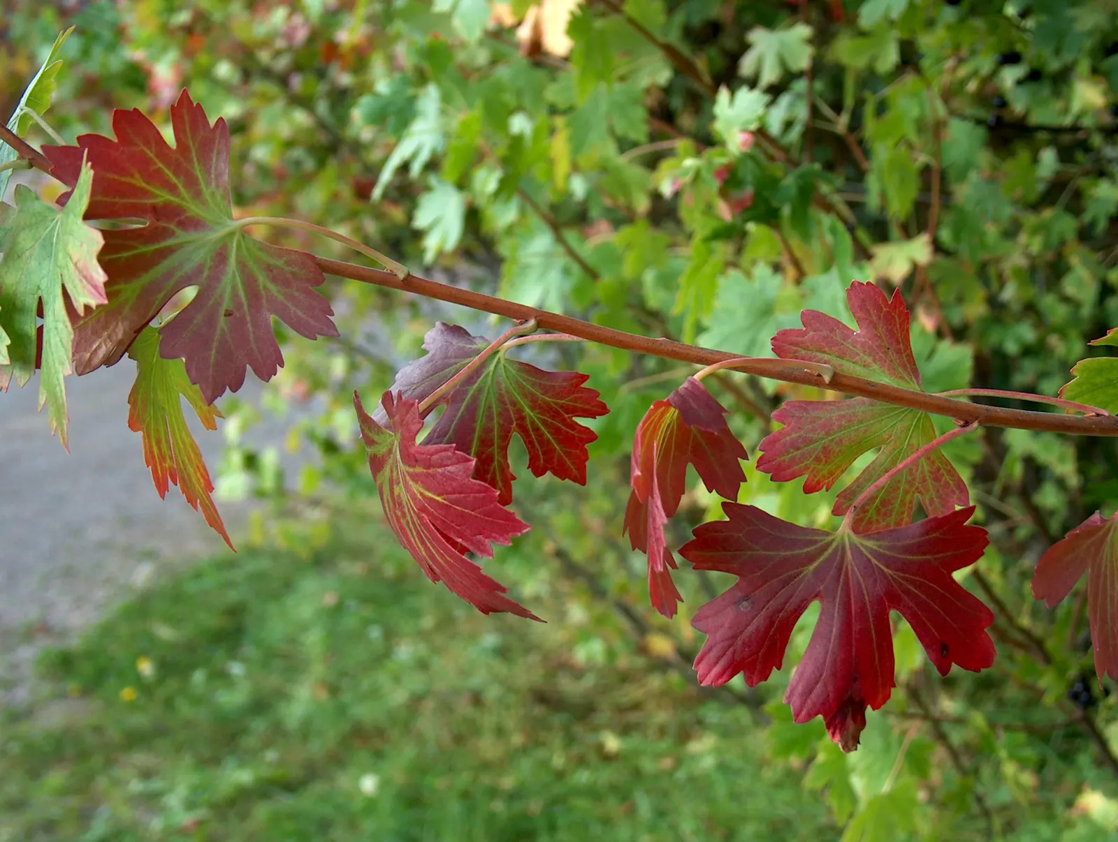 Golden Currant (Ribes Aureum Var. Gracillimum) — favored by birds and humans alike; this deciduous shrub typically grows to a height of 3 to 6 feet, image 79