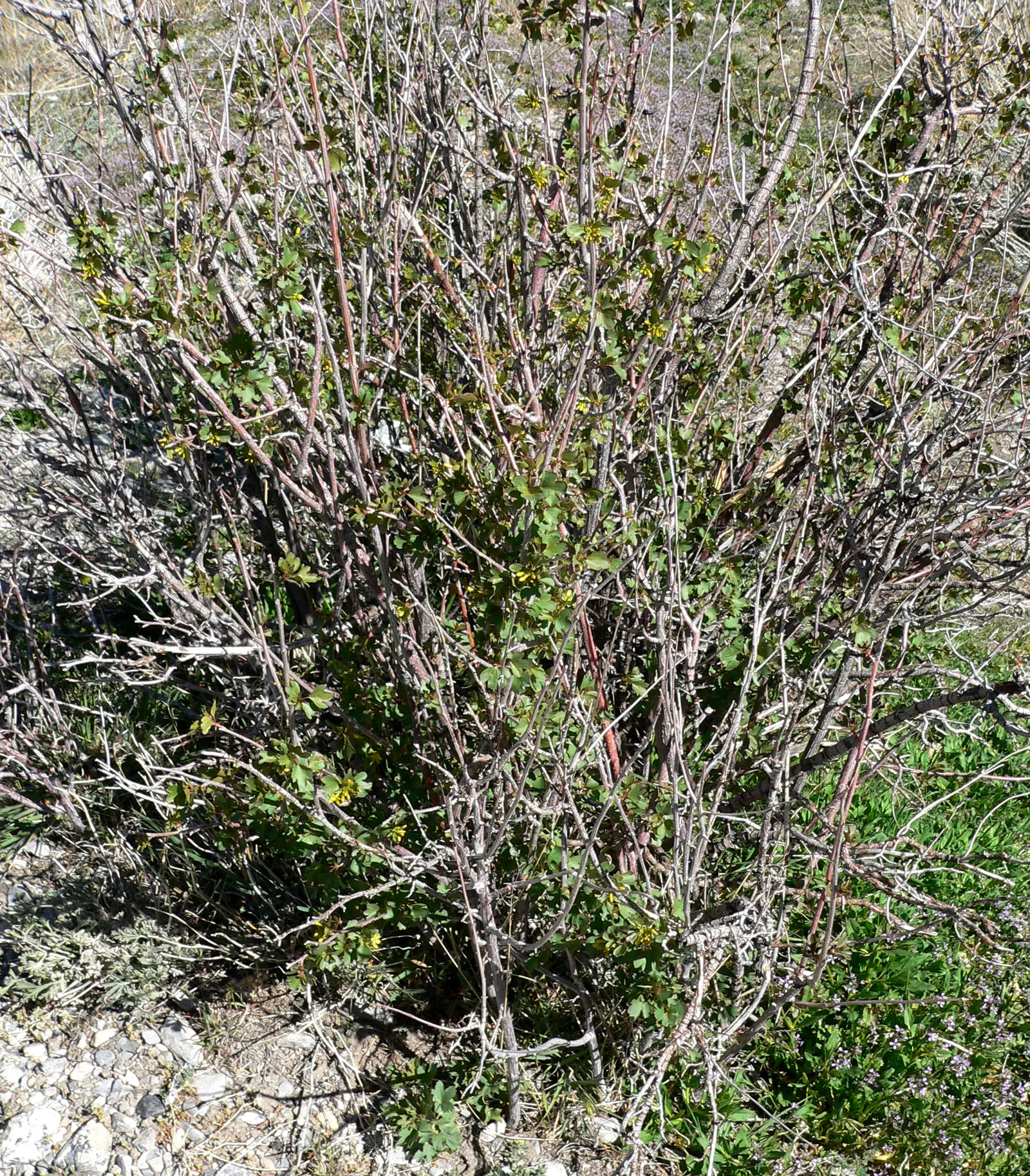 Golden Currant (Ribes Aureum Var. Gracillimum) — gardeners are rewarded with clusters of bright; its versatility allows it to thrive in USDA, image 75