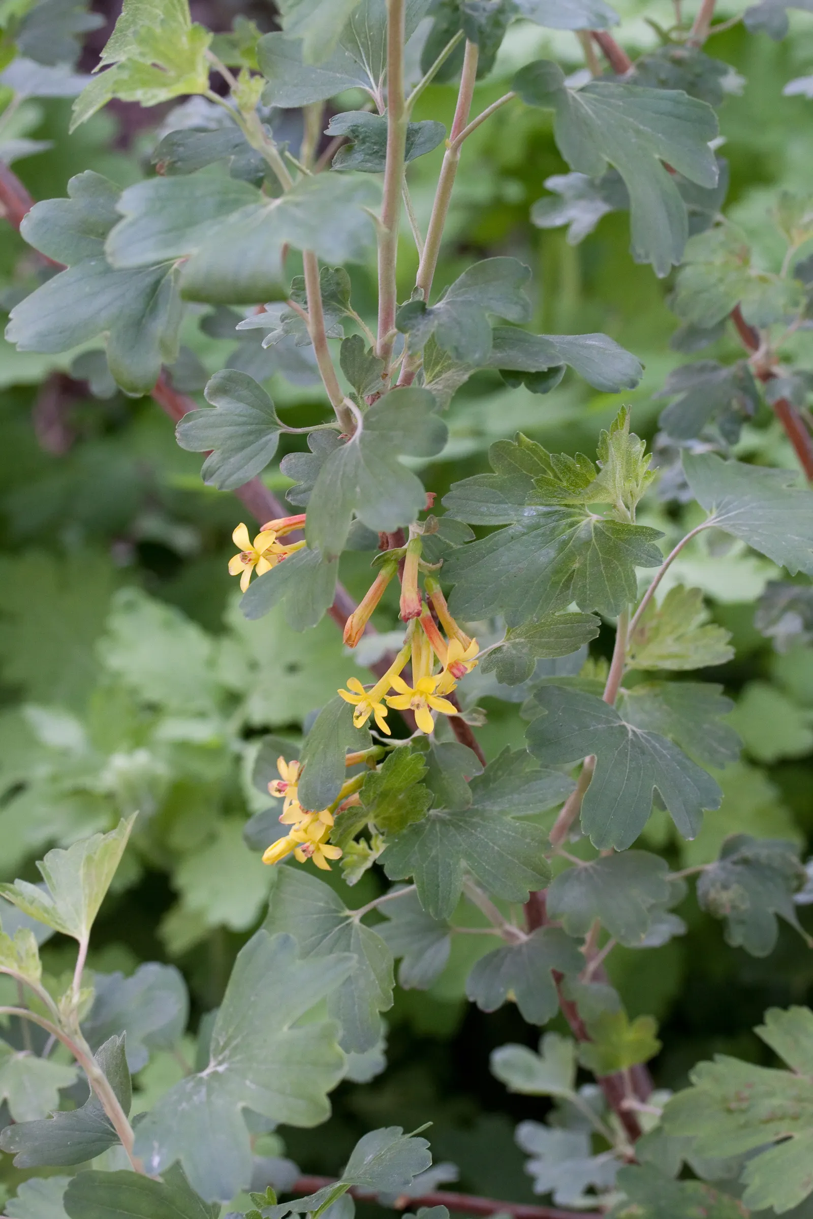 Golden Currant (Ribes Aureum Var. Gracillimum) — each roughly 1/2 inch in diameter; favored by birds and humans alike, image 76