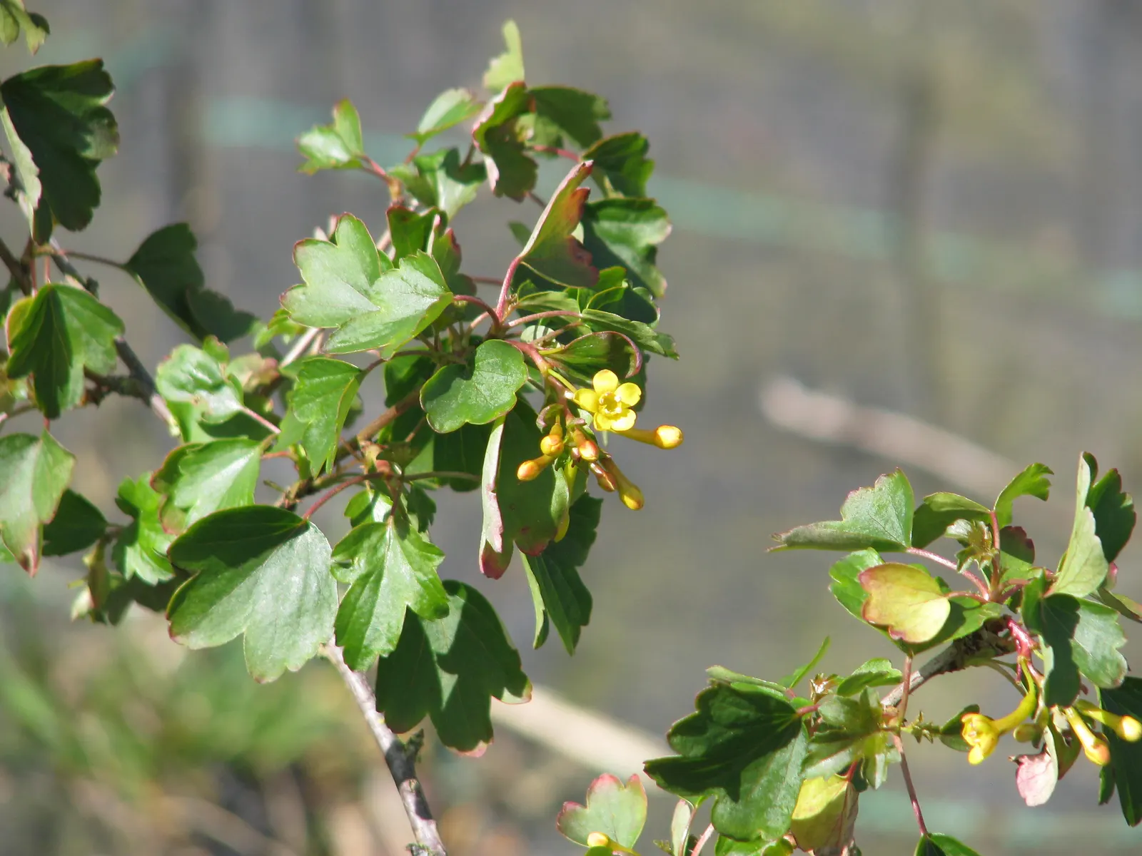 Golden Currant (Ribes Aureum Var. Gracillimum) — The Golden Currant, or Ribes aureum var; each roughly 1/2 inch in diameter, image 97