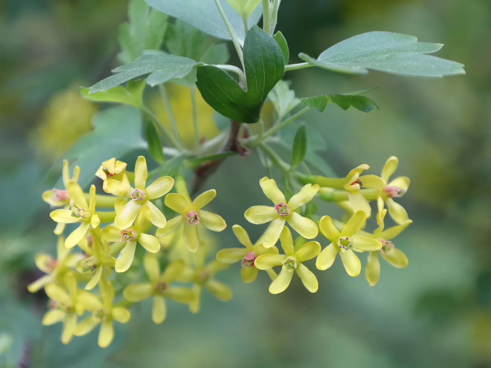 Golden Currant (Ribes Aureum Var. Gracillimum) — presents a valuable addition to any landscape design; for optimal growth and fruiting, image 98