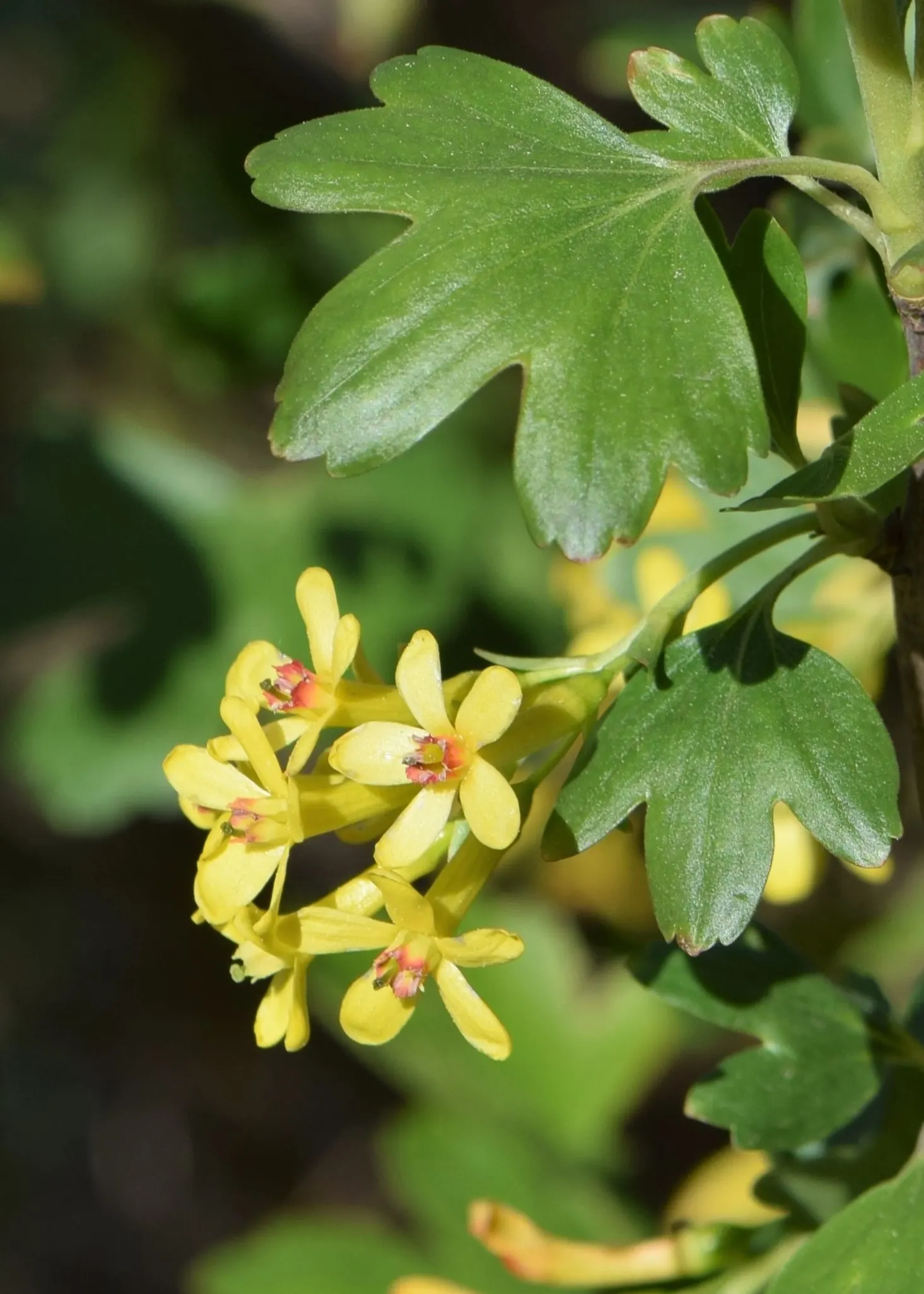 Golden Currant (Ribes Aureum Var. Gracillimum) — shrub for half or shade