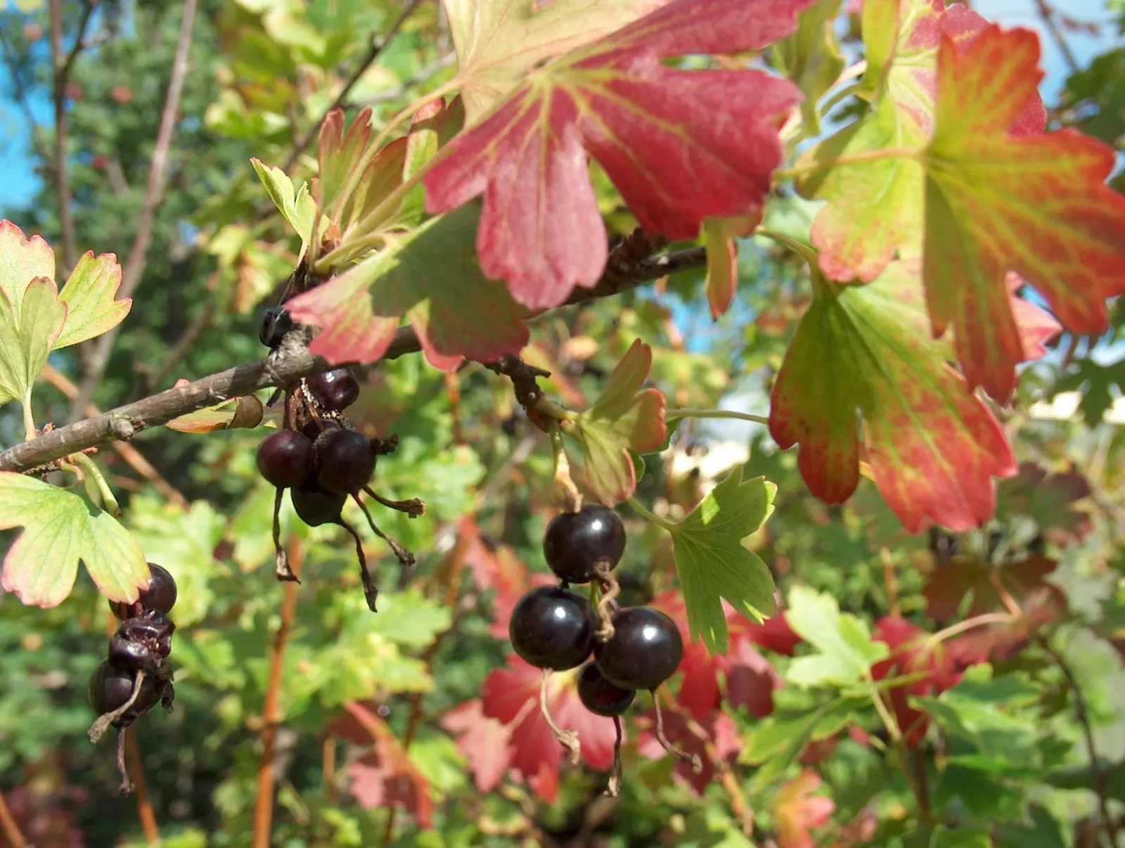 Golden Currant (Ribes Aureum Var. Gracillimum) — providing both aesthetic appeal and a habitat-friendly choice for garden enthusiasts; shrub for, image 69