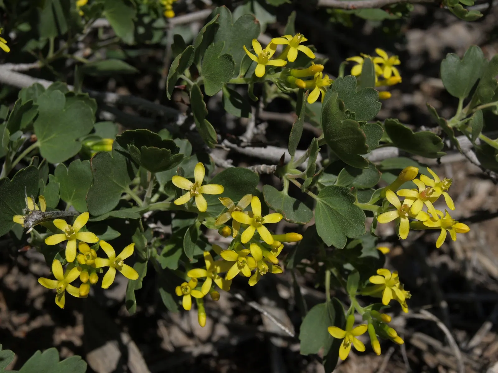 Golden Currant (Ribes Aureum Var. Gracillimum) — shrub for half or shade; pruning is minimal, typically required only for shaping or to remove any dead or