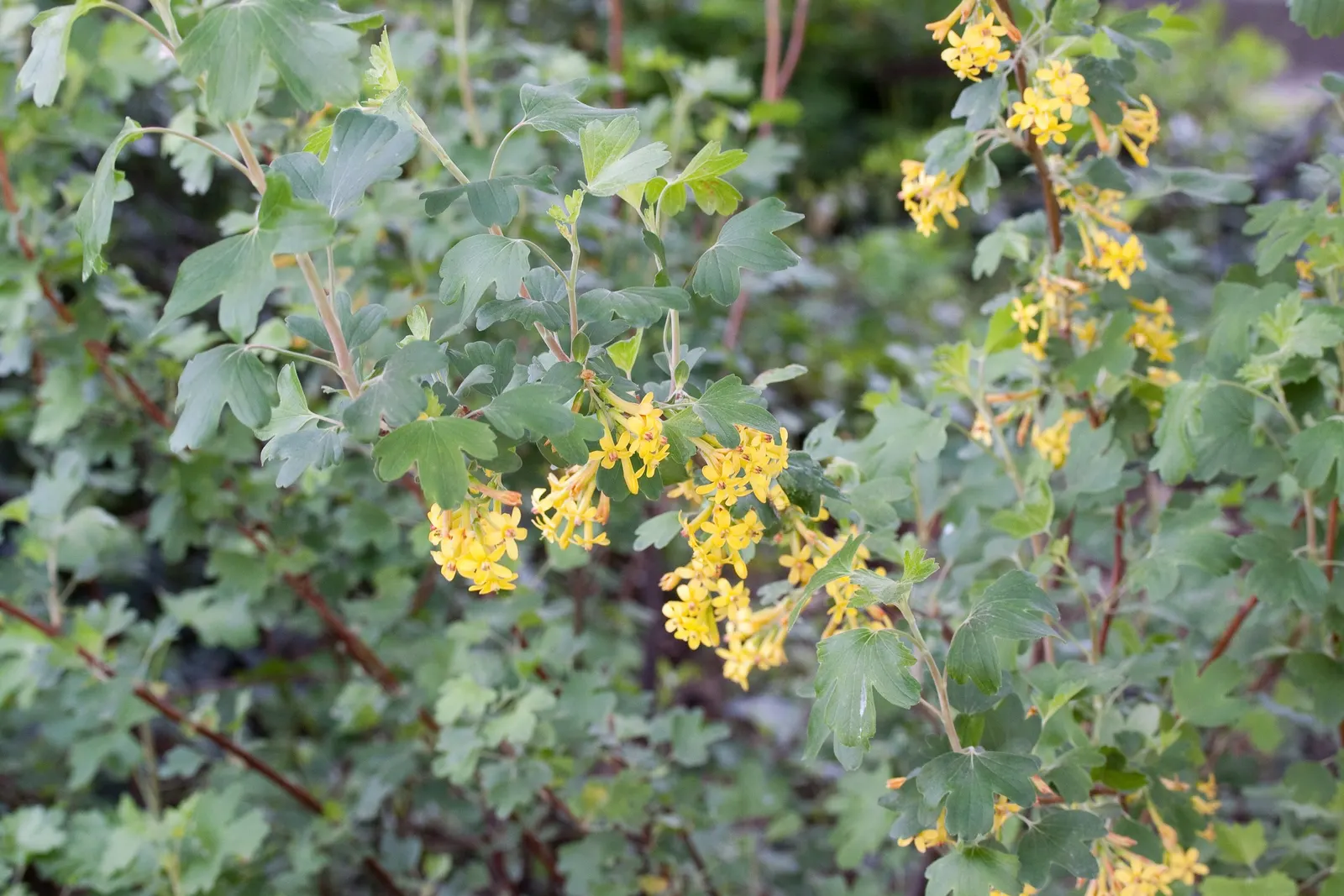 Golden Currant (Ribes Aureum Var. Gracillimum) — This deciduous shrub typically grows to a height of 3 to 6 feet with an equivalent spread; the, image 70
