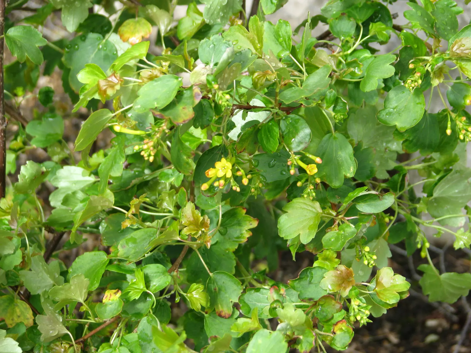 Golden Currant (Ribes Aureum Var. Gracillimum) — Golden Currant (Ribes aureum var; this drought-tolerant species requires full sun to partial shade, image 61