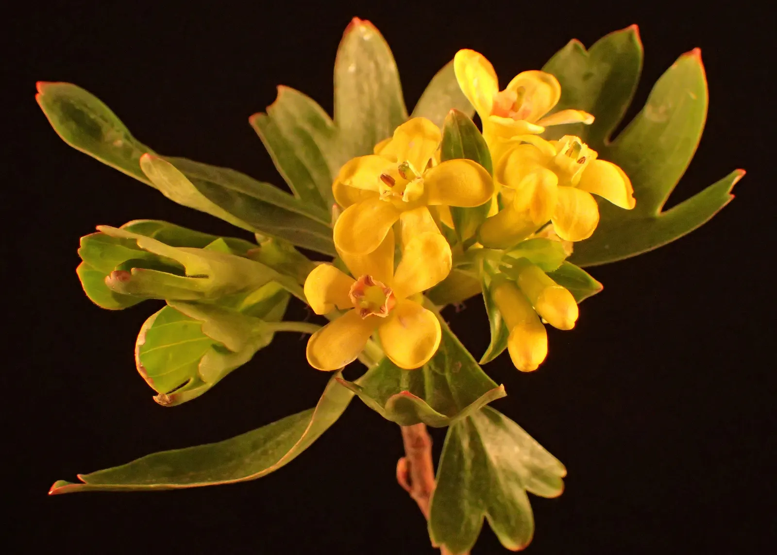 Golden Currant (Ribes Aureum Var. Gracillimum) — gracillimum) is a deciduous shrub, prized for its fragrant yellow flowers and edible berries, image 62