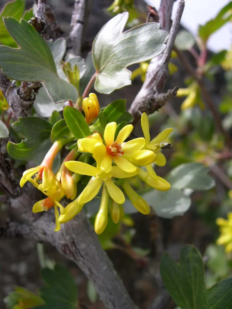 Golden Currant (Ribes Aureum Var. Gracillimum) — shrub with yellow blooms; and measuring about 1/4 inch in diameter.<br><br>Notably water-wise, image 89
