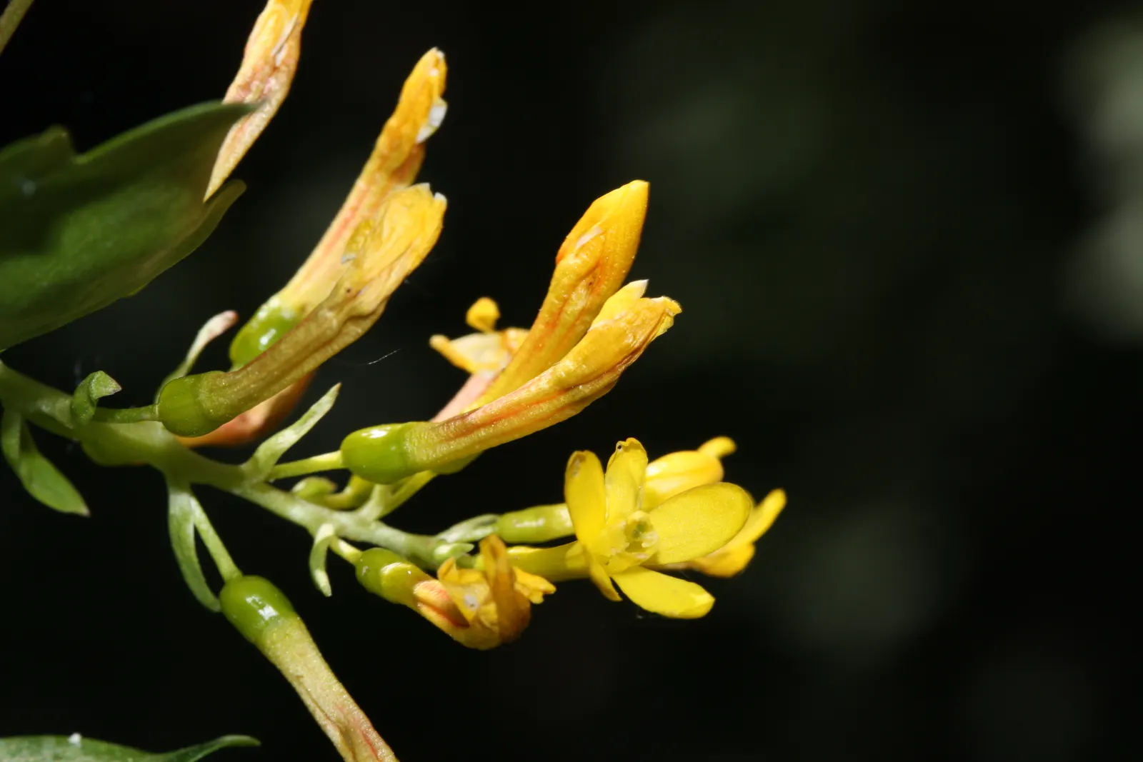 Golden Currant (Ribes Aureum Var. Gracillimum) — exhibiting an upright and moderately spreading form; while preferring a pH that is slightly acidic, image 71