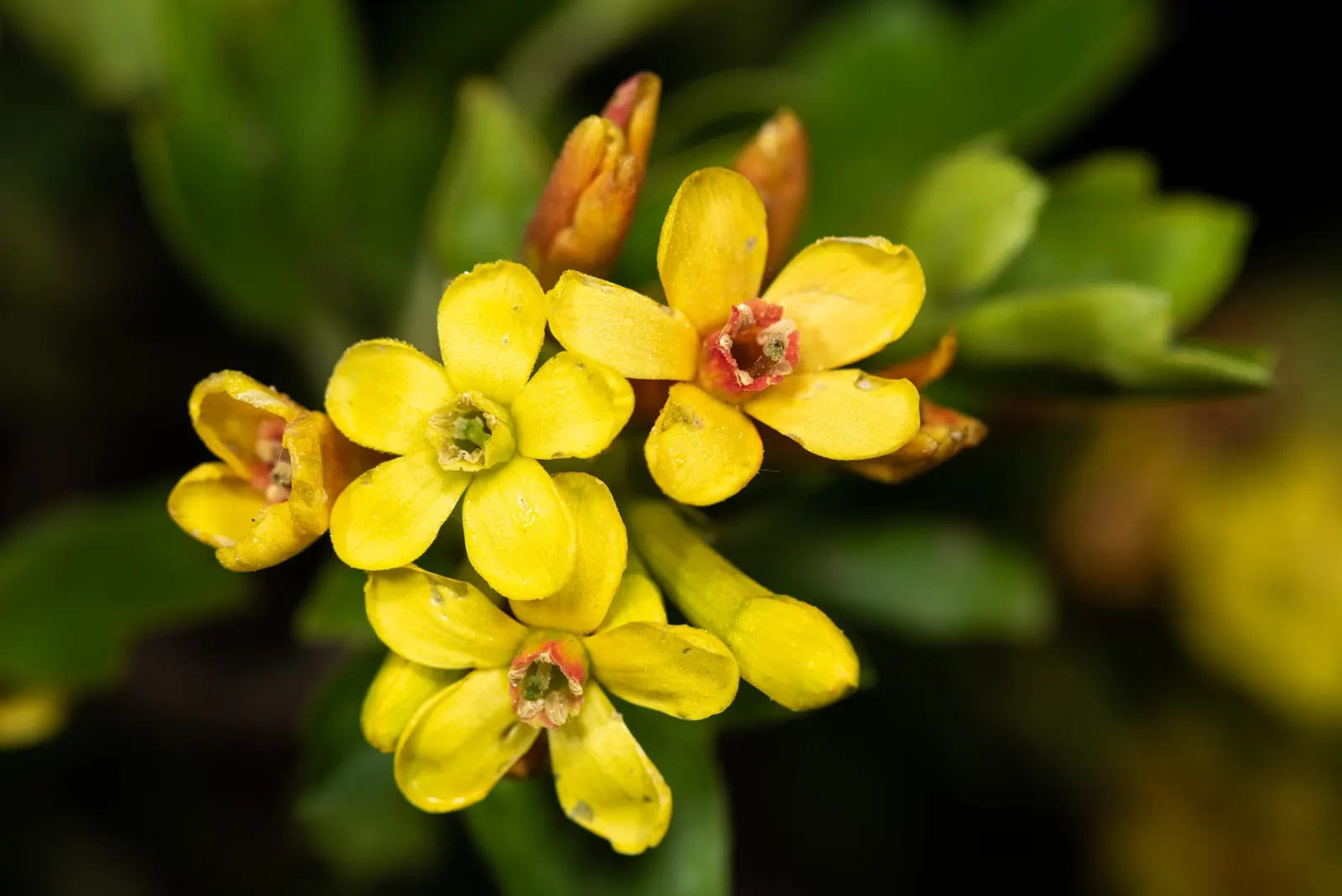 Golden Currant (Ribes Aureum Var. Gracillimum) — Pruning is minimal, typically required only for shaping or to remove any dead or damaged wood