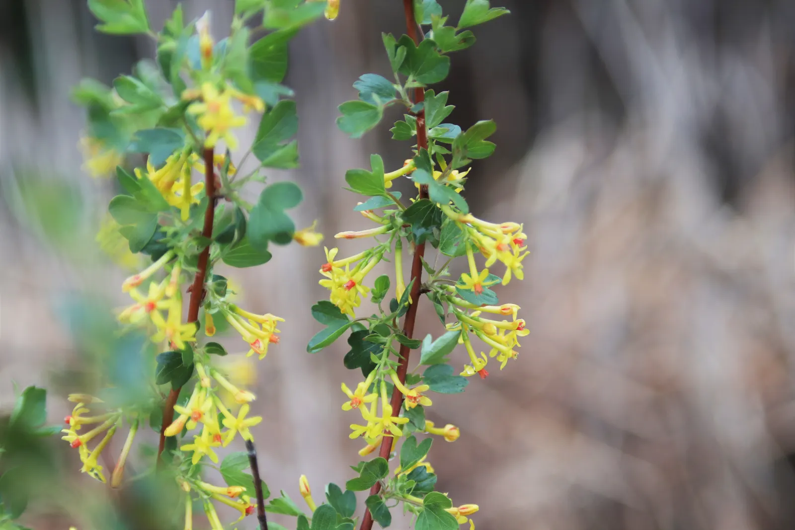 Golden Currant (Ribes Aureum Var. Gracillimum) — Its arching branches offer multi-season interest, with vibrant fall foliage and attractive winter, image 65
