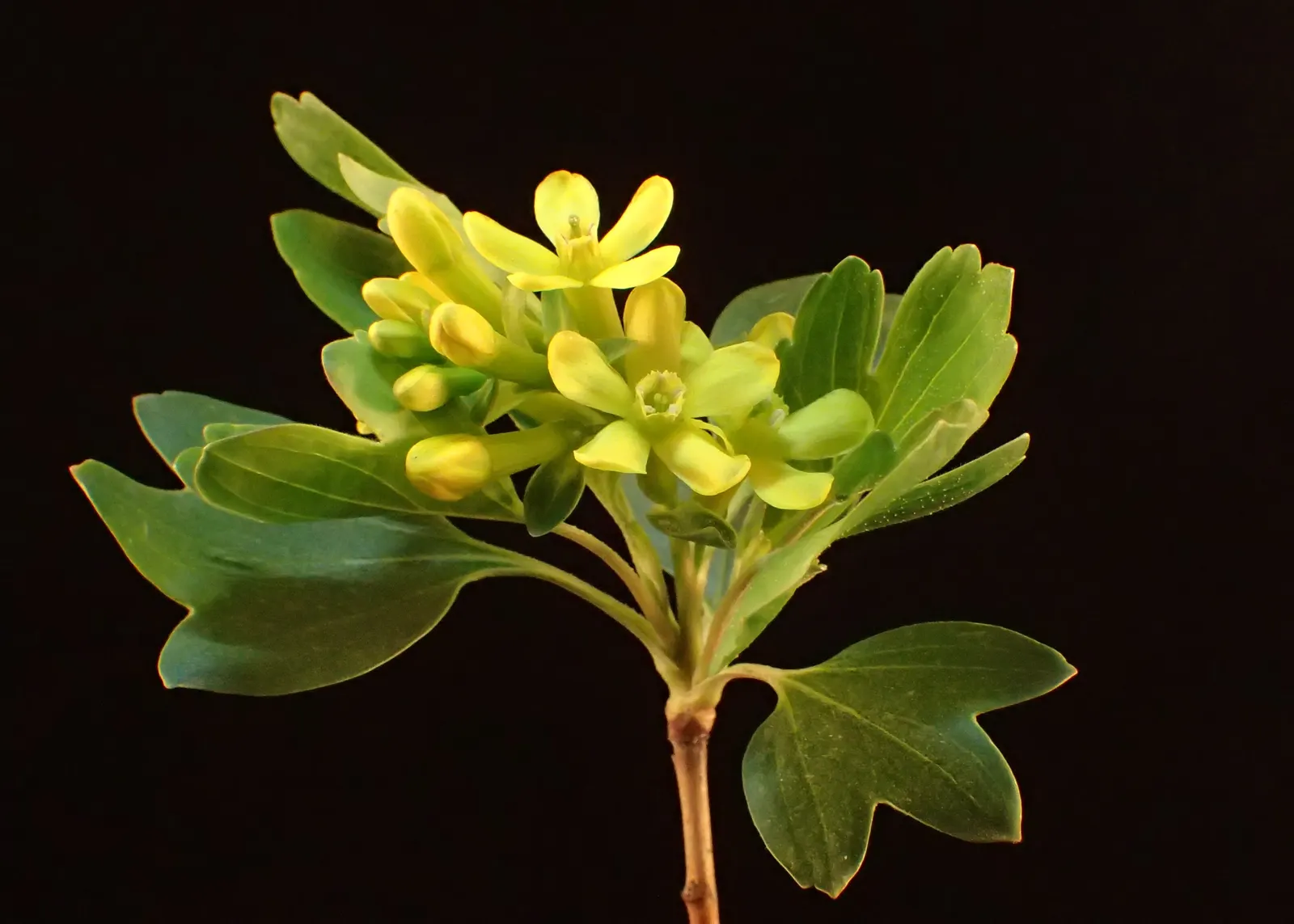 Golden Currant (Ribes Aureum Var. Gracillimum) — yellow flowers in the garden; tolerating a range of soil types from well-draining loams to clays, image 88
