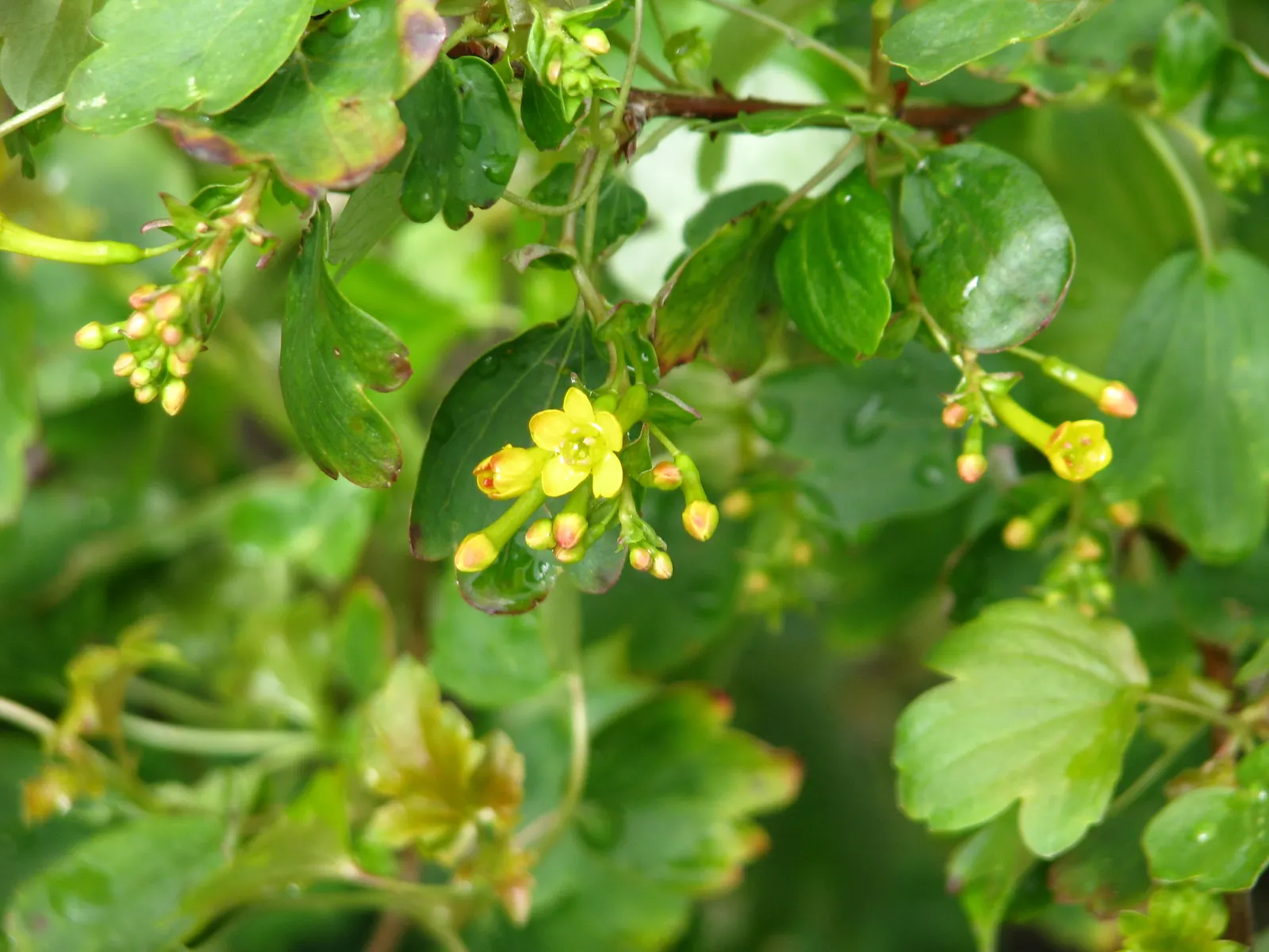 Golden Currant (Ribes Aureum Var. Gracillimum) — provide them with full sun to partial shade; gardeners are rewarded with clusters of bright, image 84