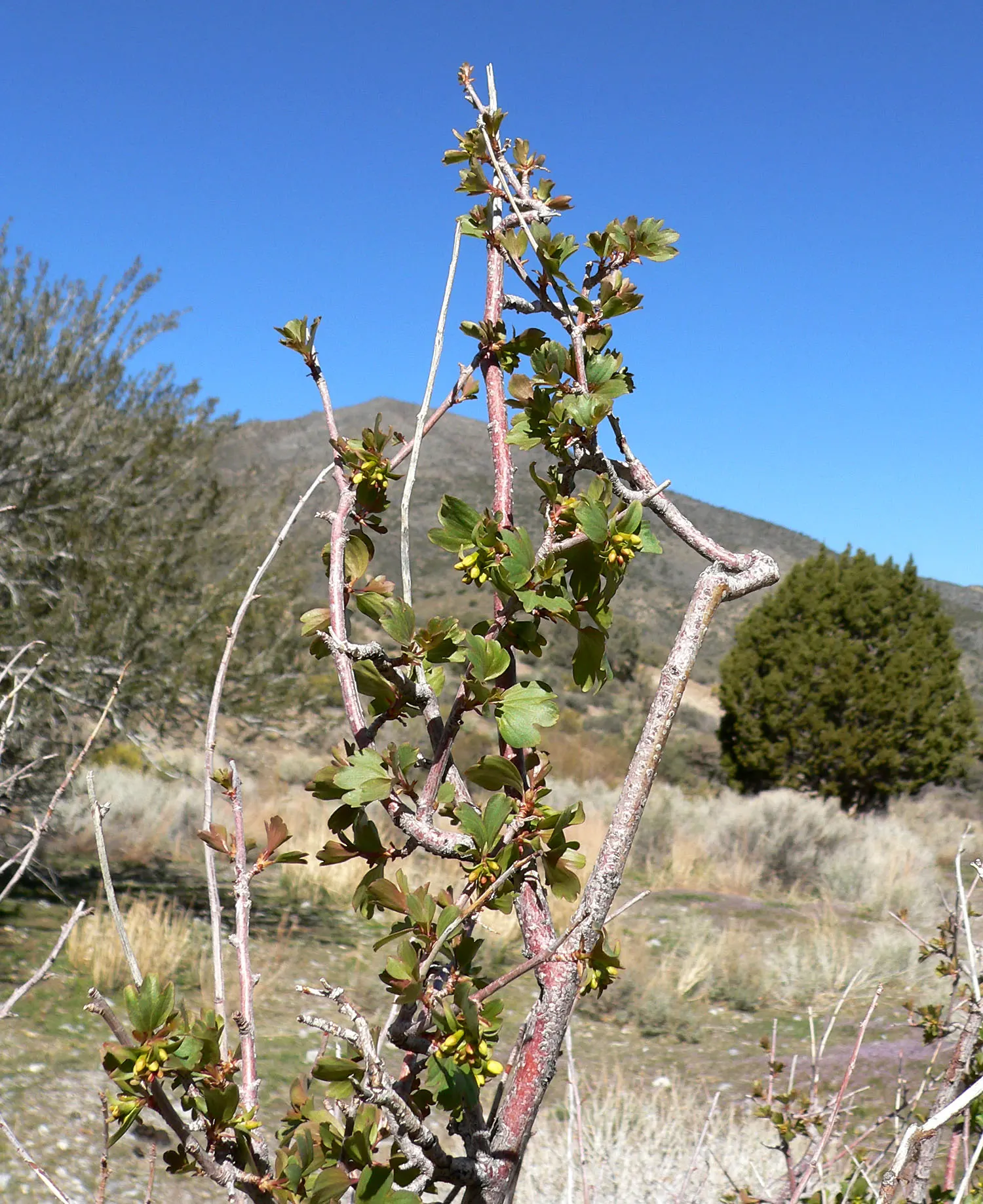 Golden Currant (Ribes Aureum Var. Gracillimum) — and measuring about 1/4 inch in diameter.<br><br>Notably water-wise; emanating a clove-like, image 80
