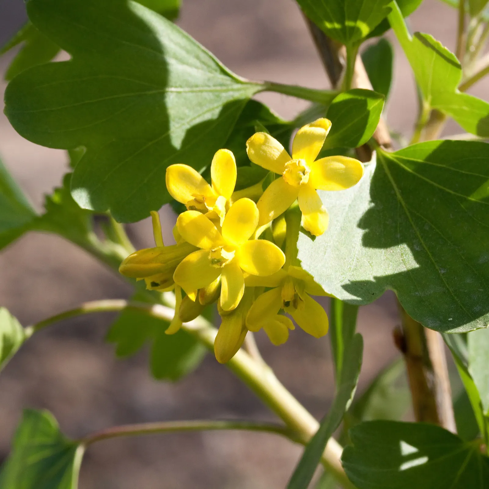 Golden Currant (Ribes Aureum Var. Gracillimum) — Its versatility allows it to thrive in USDA hardiness zones 4 through 8; golden Currants are, image 72
