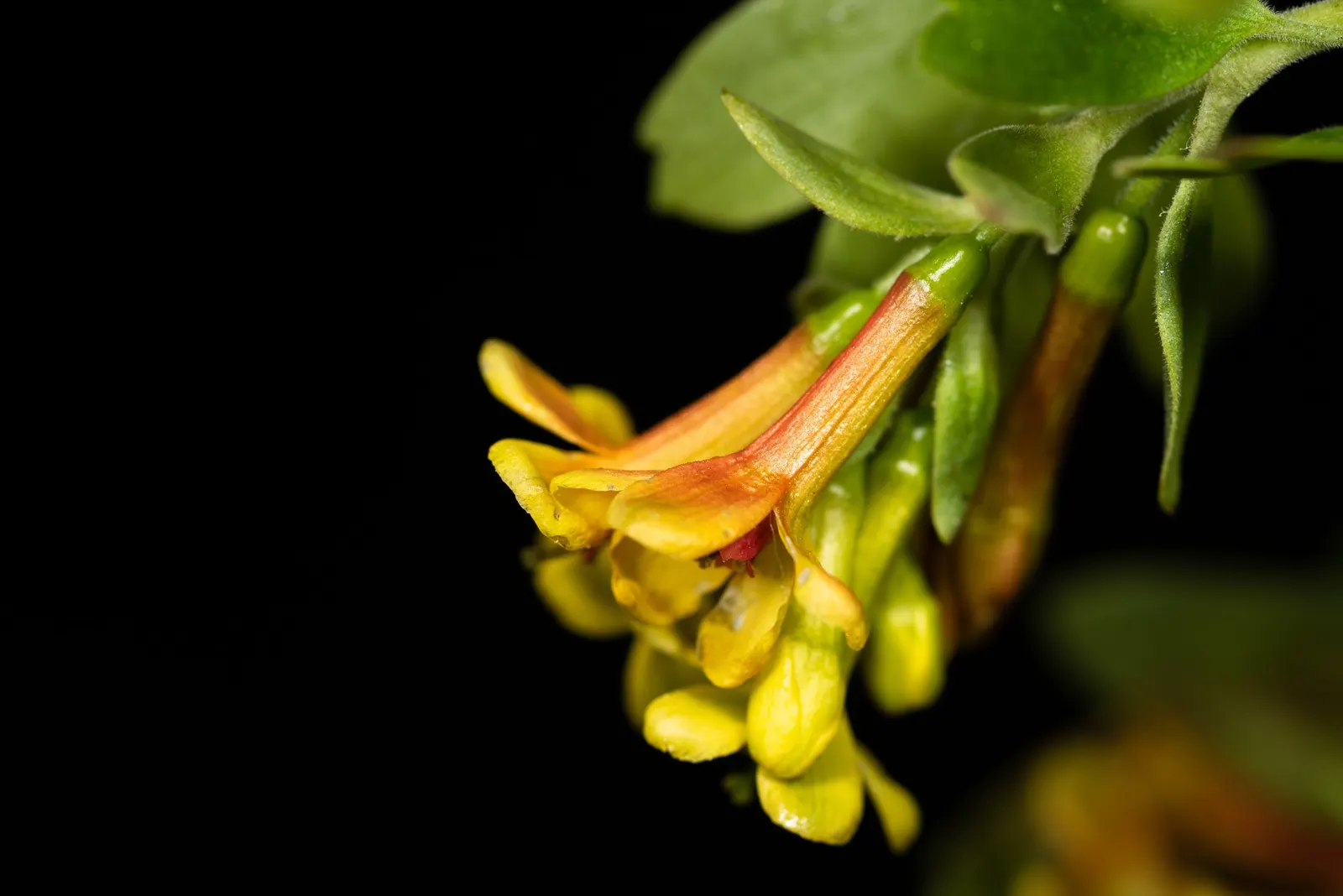 Golden Currant (Ribes Aureum Var. Gracillimum) — Golden Currant (Ribes aureum var; this drought-tolerant species requires full sun to partial shade and