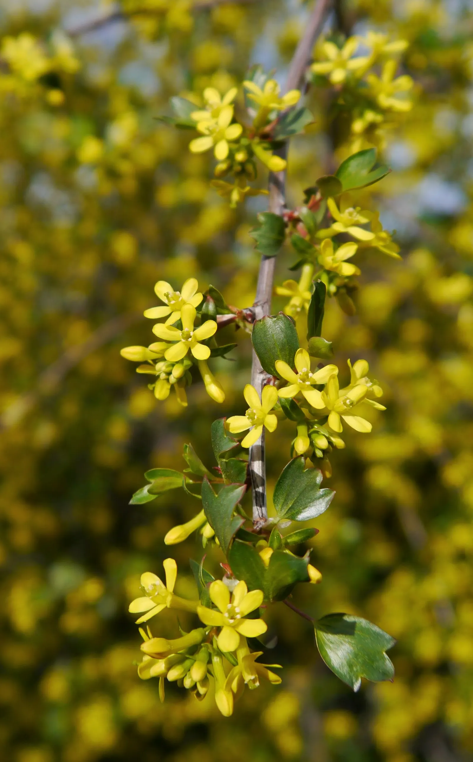 Golden Currant (Ribes Aureum Var. Gracillimum) — shrub for half or shade; pruning is minimal, typically required only for shaping or to remove any, image 90