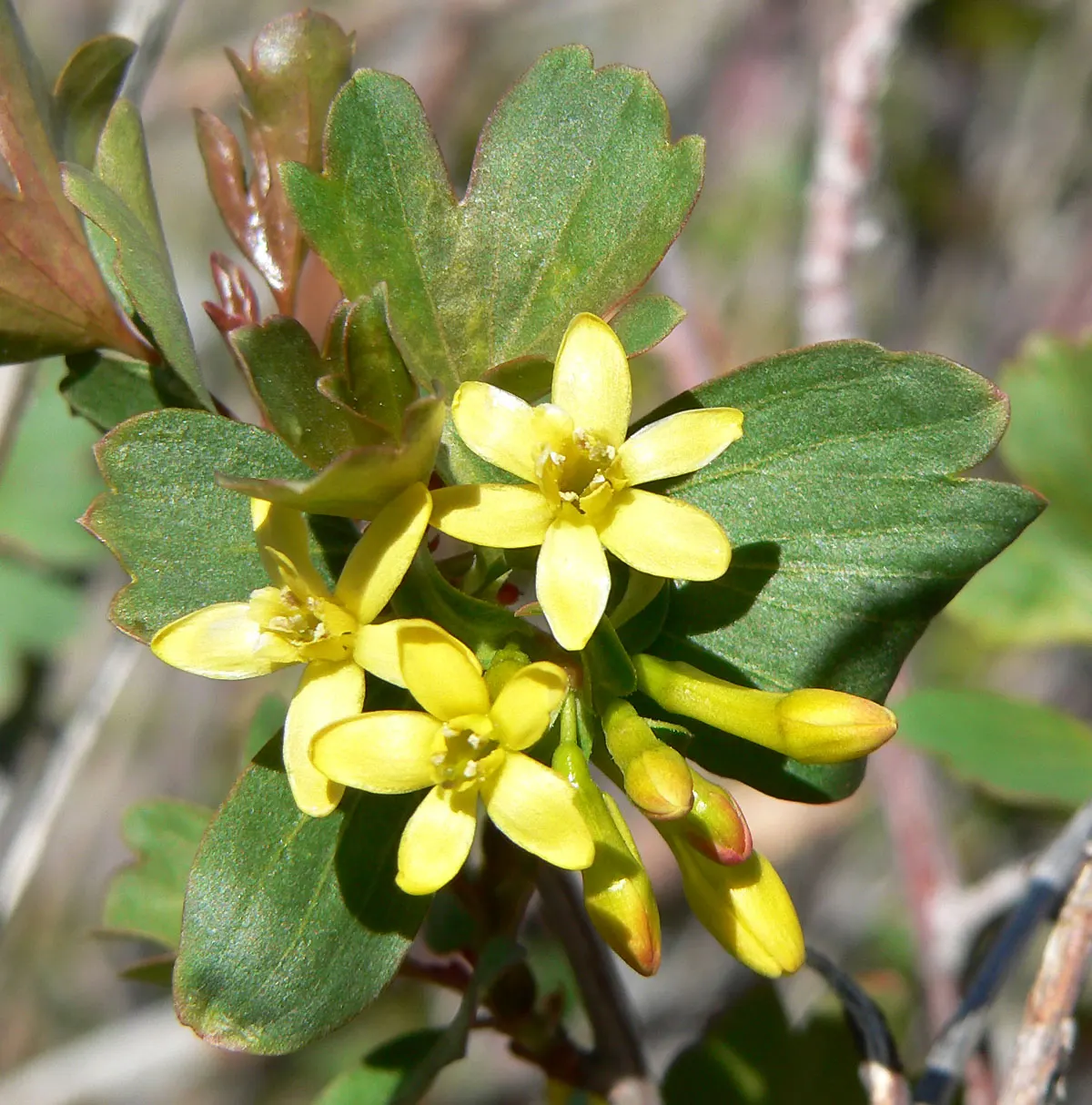 Golden Currant (Ribes Aureum Var. Gracillimum) — Ideal for wildlife gardens, hedges, and naturalized areas; providing both aesthetic appeal and a