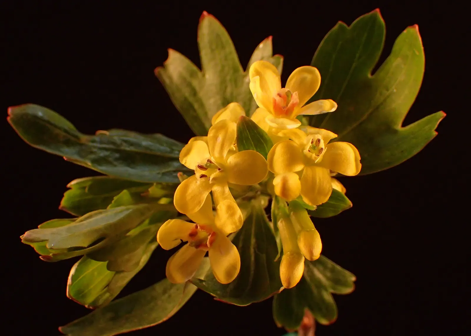 Golden Currant (Ribes Aureum Var. Gracillimum) — gracillimum) is a deciduous shrub, prized for its fragrant yellow flowers and edible berries, image 92