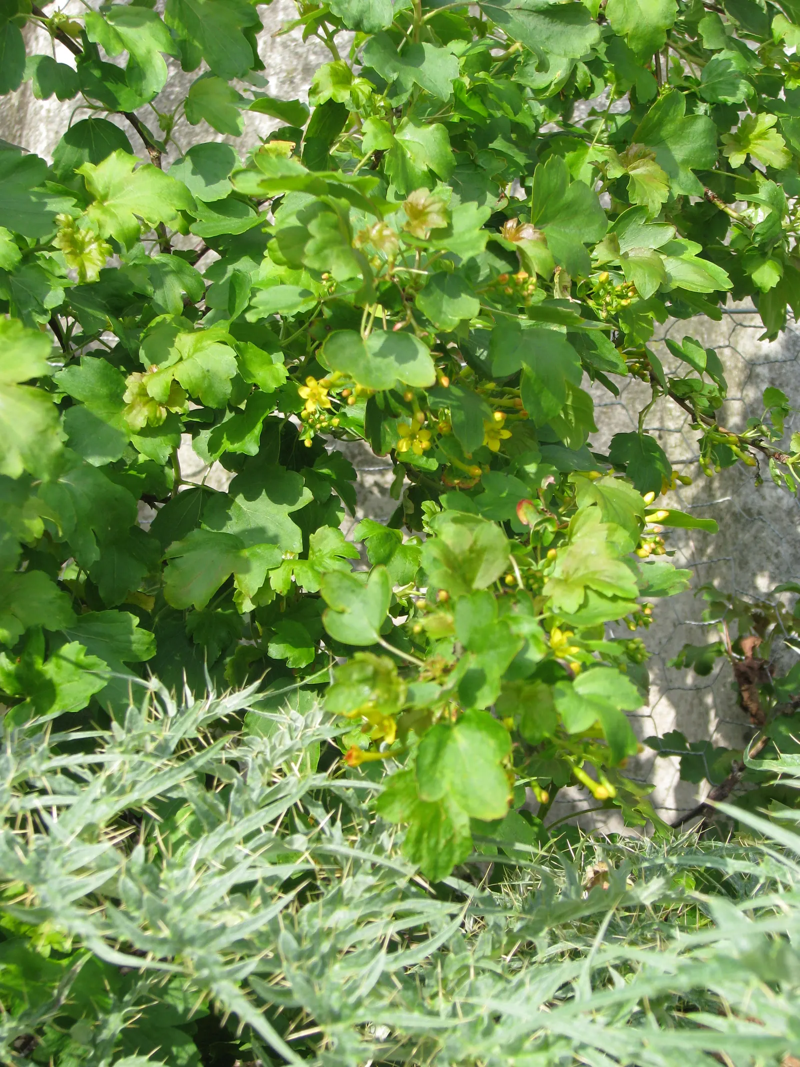 Golden Currant (Ribes Aureum Var. Gracillimum) — emanating a clove-like fragrance that lures beneficial pollinators such as butterflies and bees, image 77
