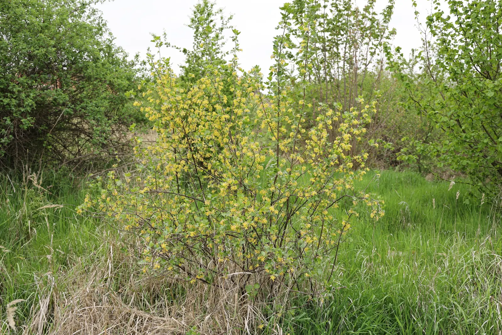 Golden Currant (Ribes Aureum Var. Gracillimum) — exhibiting an upright and moderately spreading form; while preferring a pH that is slightly acidic, image 101