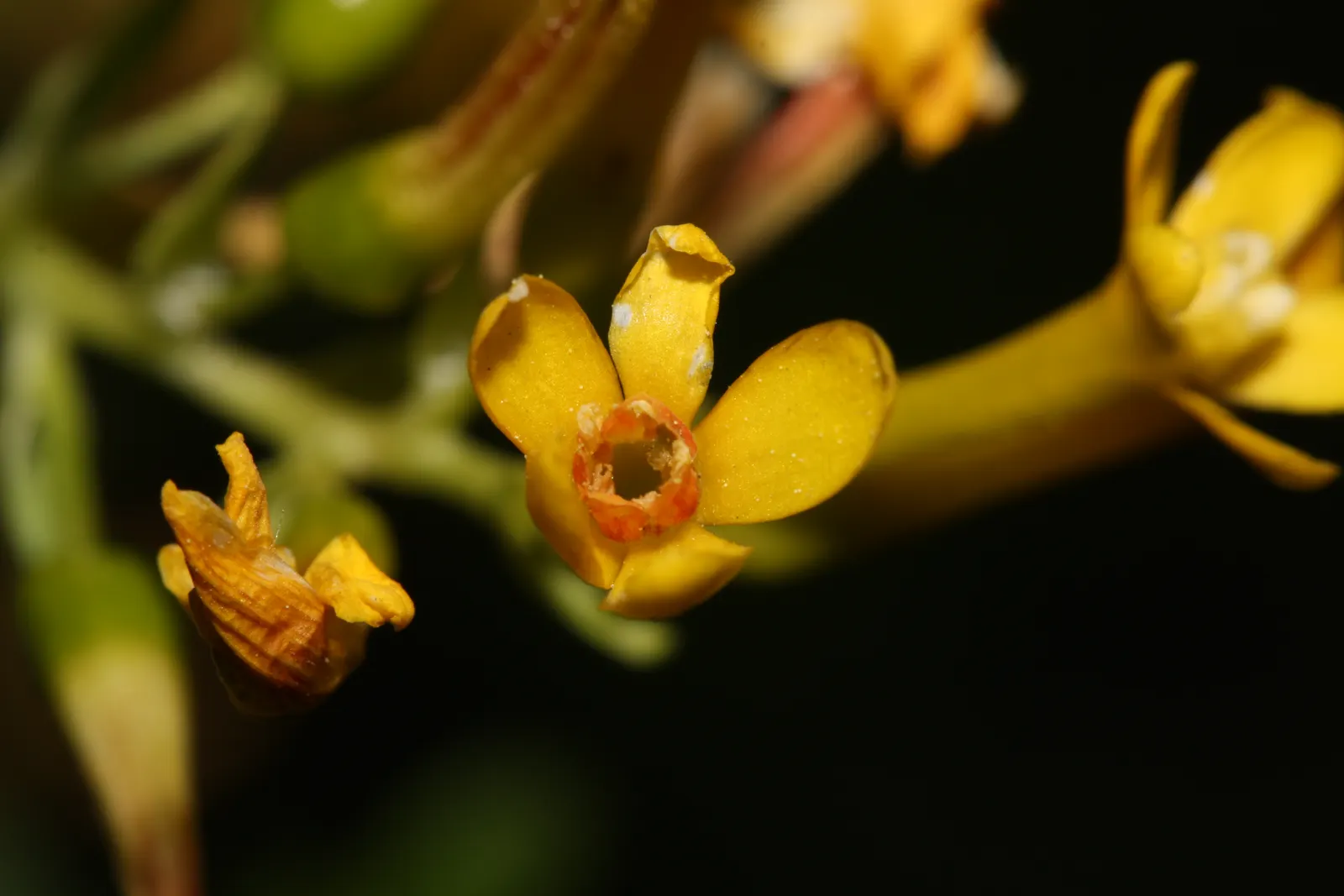 Golden Currant (Ribes Aureum Var. Gracillimum) — This deciduous shrub typically grows to a height of 3 to 6 feet with an equivalent spread; the, image 100