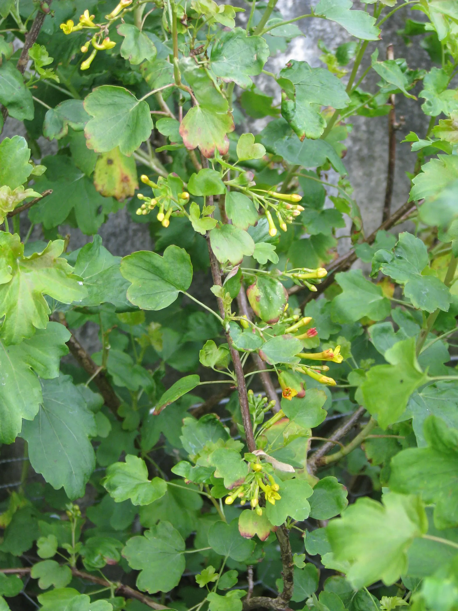 Golden Currant (Ribes Aureum Var. Gracillimum) — tolerating a range of soil types from well-draining loams to clays; yellow flowers in the garden, image 73
