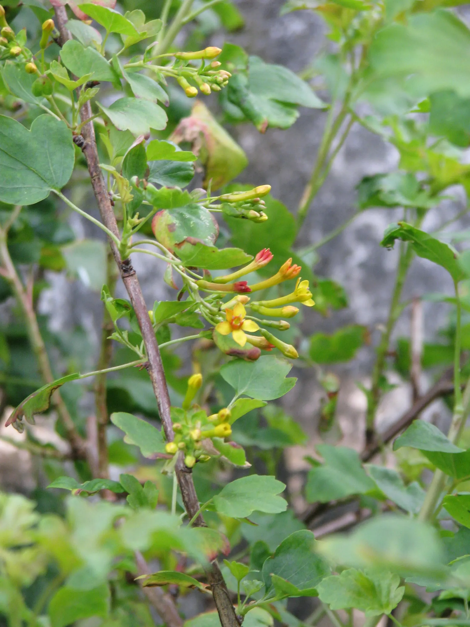 Golden Currant (Ribes Aureum Var. Gracillimum) — making them a sustainable choice in arid regions or gardens aiming for reduced water usage; golden, image 82