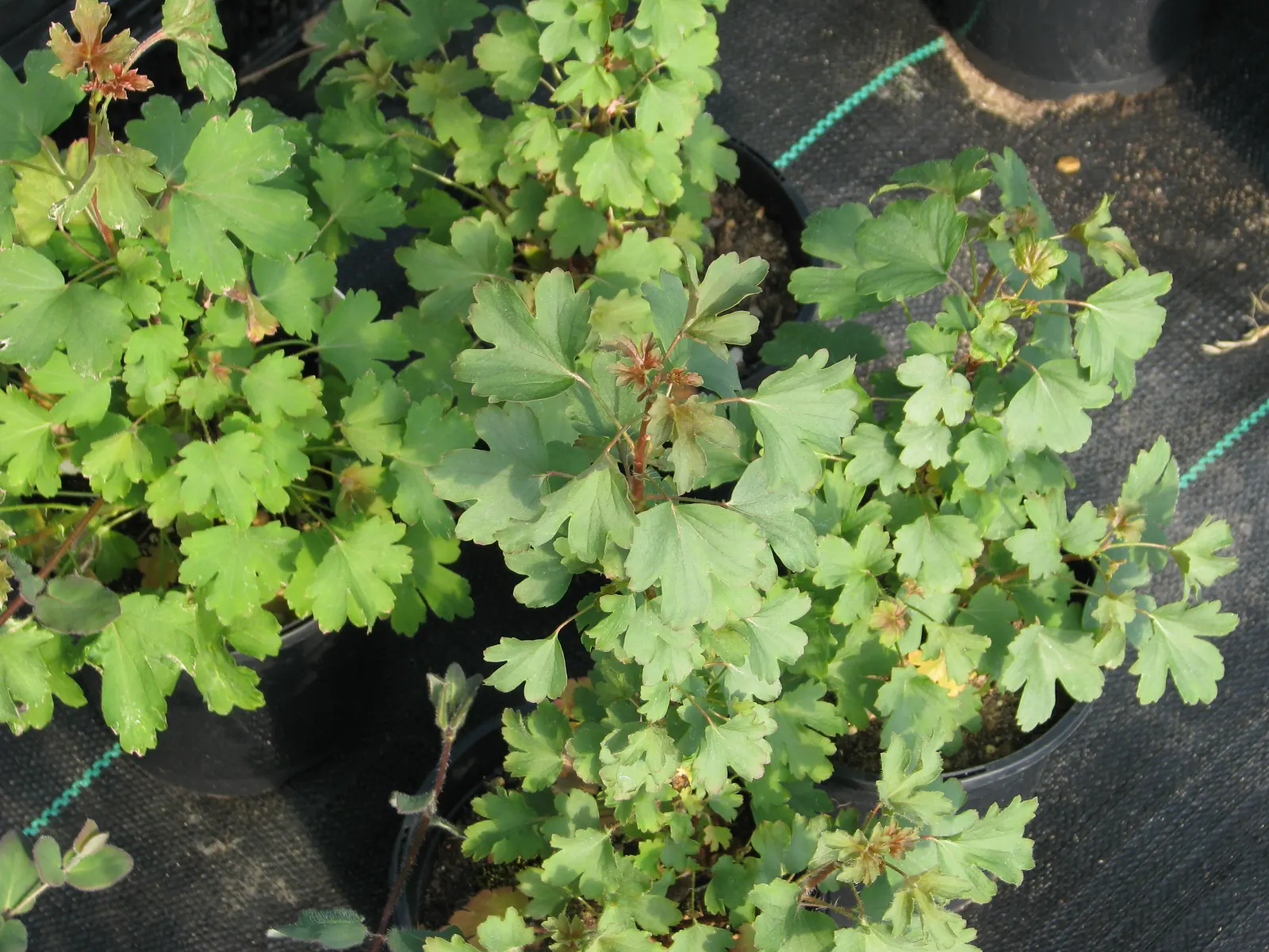 Golden Currant (Ribes Aureum Var. Gracillimum) — Ideal for wildlife gardens, hedges, and naturalized areas; providing both aesthetic appeal and a, image 96