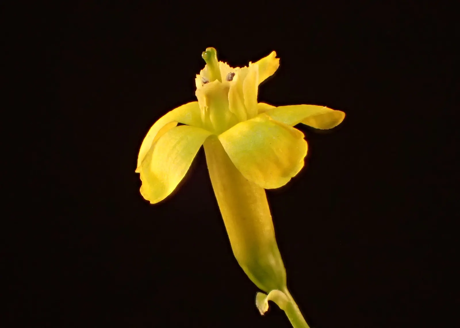 Golden Currant (Ribes Aureum Var. Gracillimum) — Golden Currant (Ribes aureum var; this drought-tolerant species requires full sun to partial shade, image 91