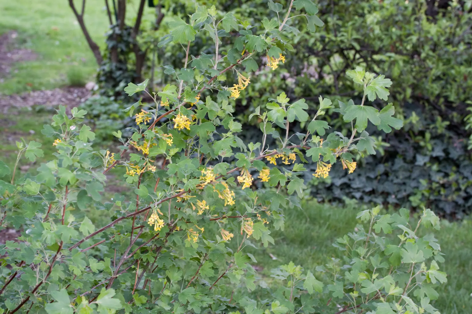 Golden Currant (Ribes Aureum Var. Gracillimum) — For optimal growth and fruiting; presents a valuable addition to any landscape design, image 83