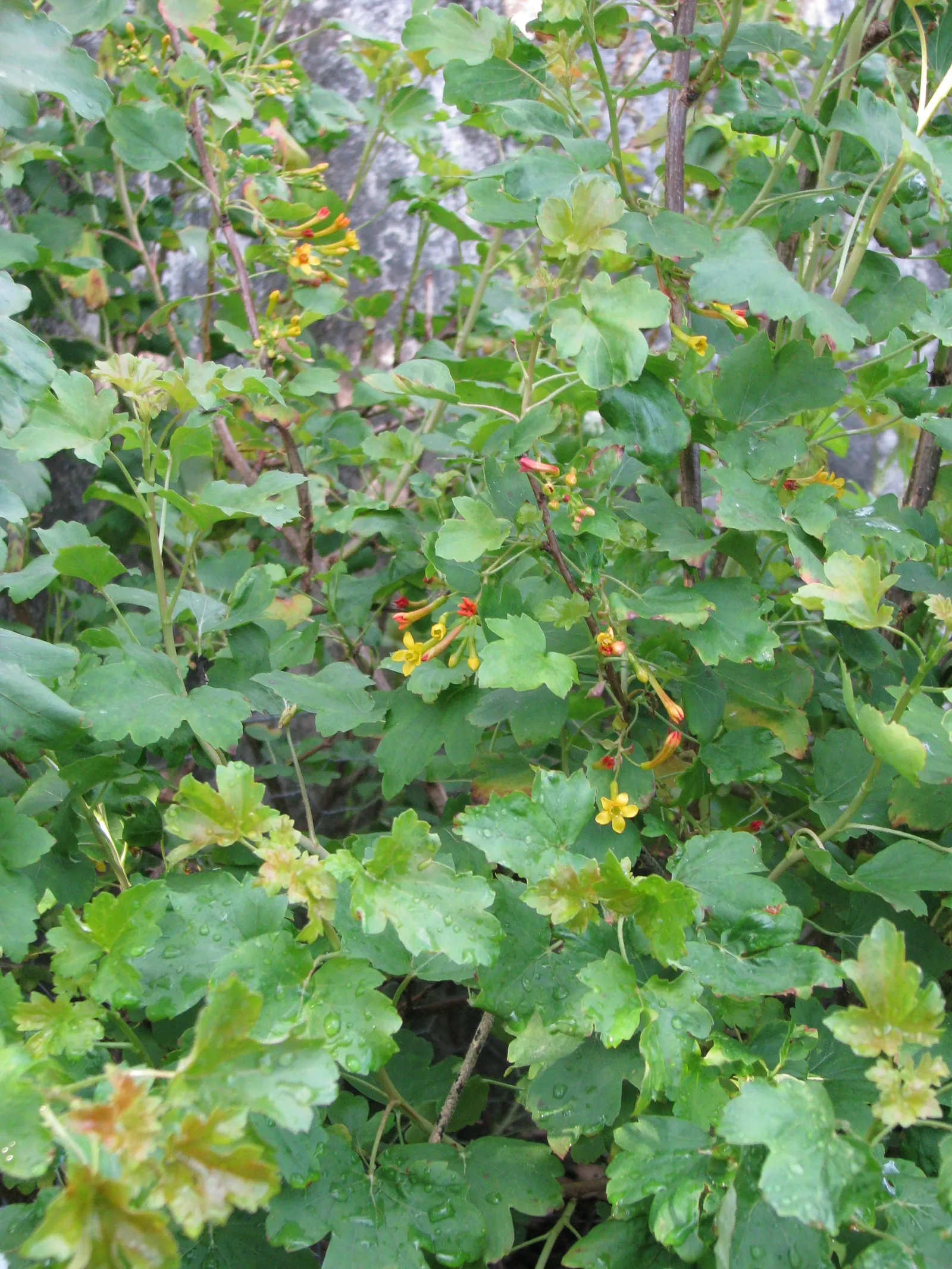 Golden Currant (Ribes Aureum Var. Gracillimum) — Pruning is minimal, typically required only for shaping or to remove any dead or damaged wood, image 87