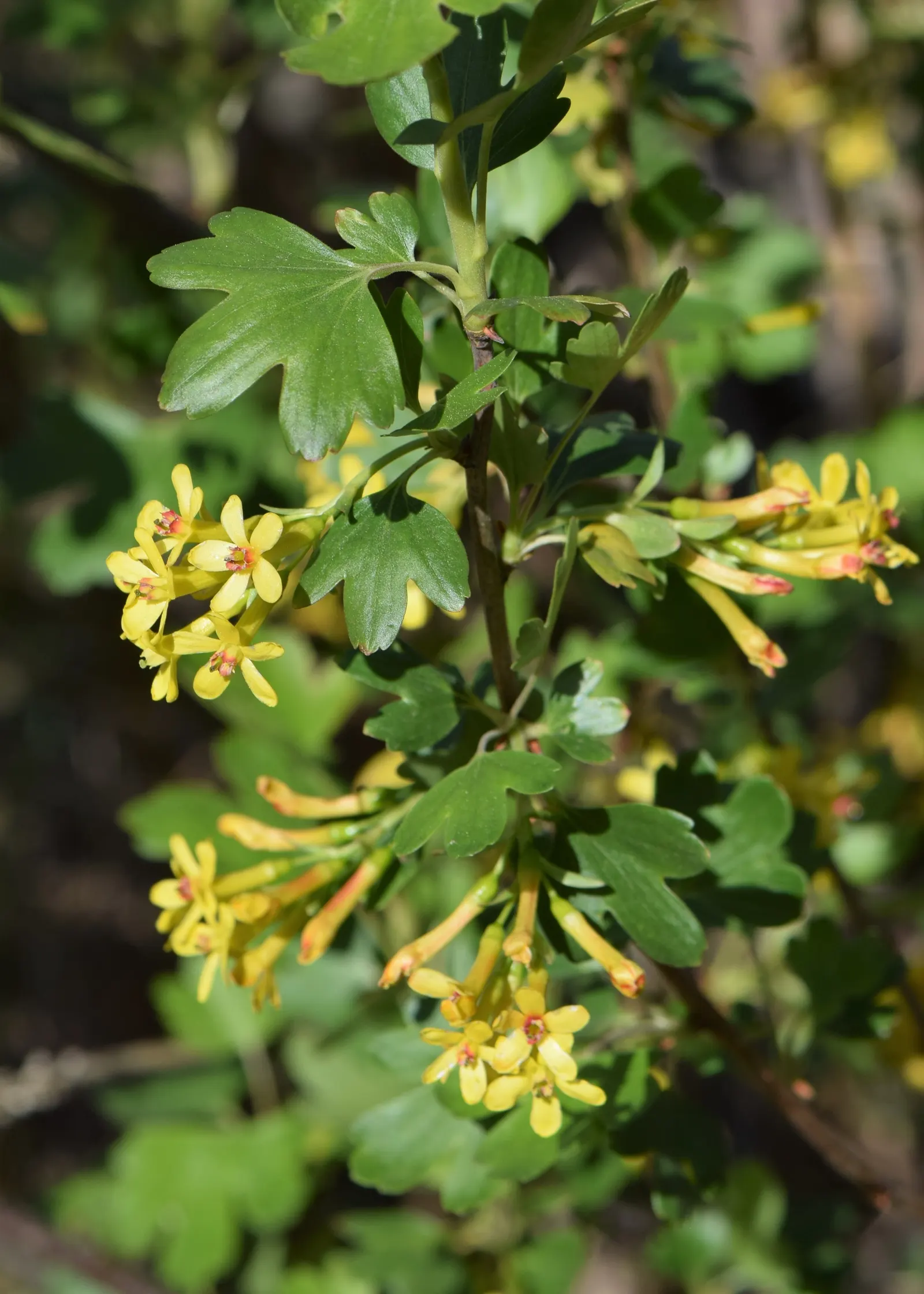 Golden Currant (Ribes Aureum Var. Gracillimum) — Its arching branches offer multi-season interest, with vibrant fall foliage and attractive winter, image 35