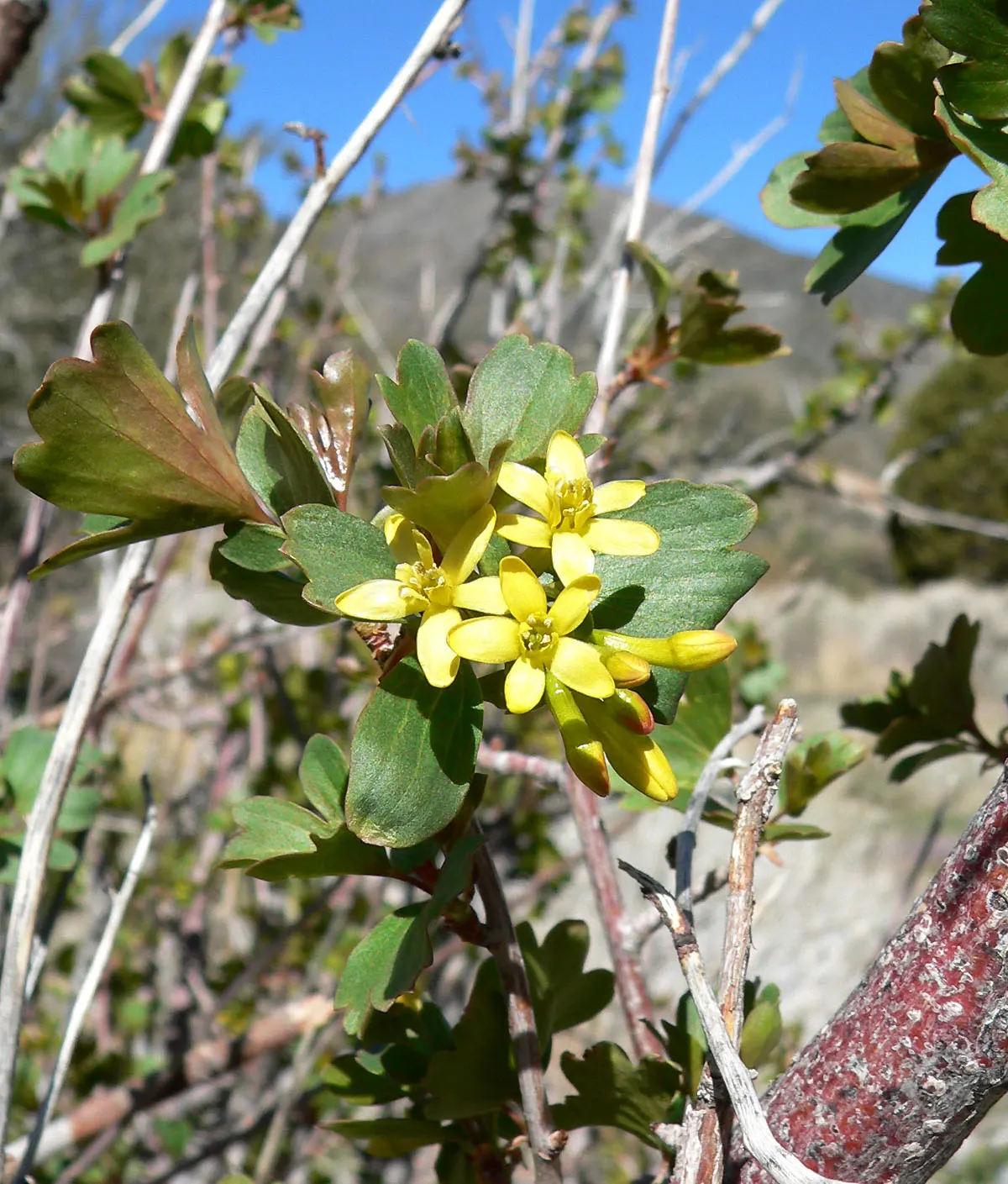 Golden Currant (Ribes Aureum Var. Gracillimum) — where its ornamental and ecological benefits can be fully appreciated; shrub with yellow blooms, image 86