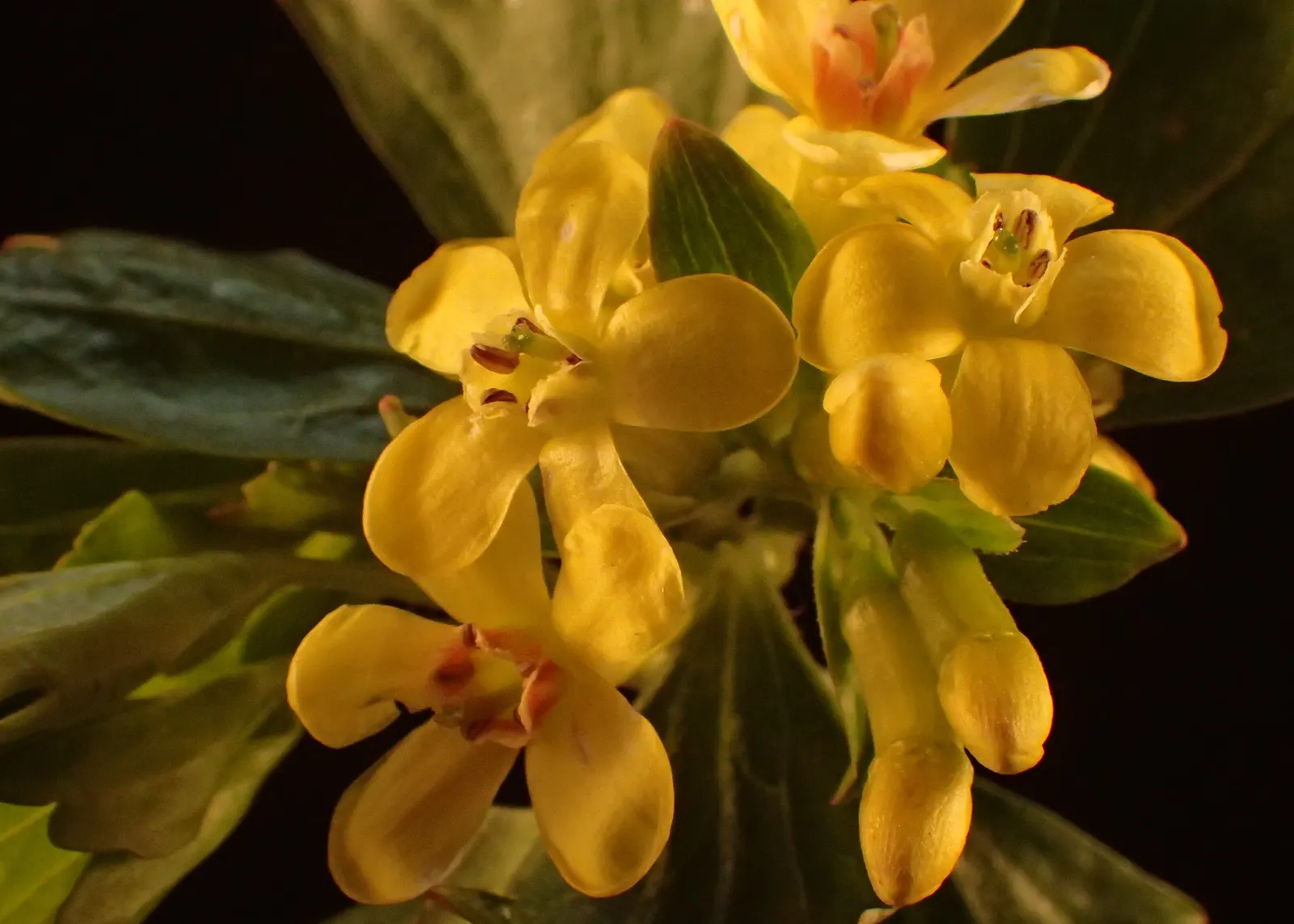 Golden Currant (Ribes Aureum Var. Gracillimum) — This drought-tolerant species requires full sun to partial shade and well-drained soils; consider, image 94