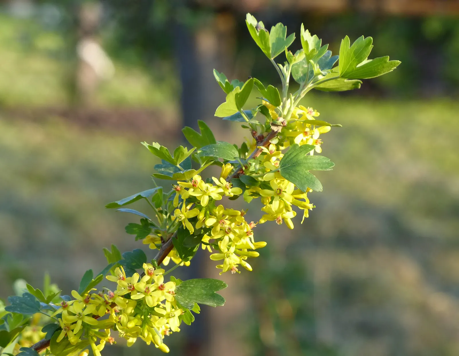 Golden Currant (Ribes Aureum Var. Gracillimum) — Thriving in USDA zones 4-8, it reaches heights of 6-8 feet with a similar spread; edible berries, image 93