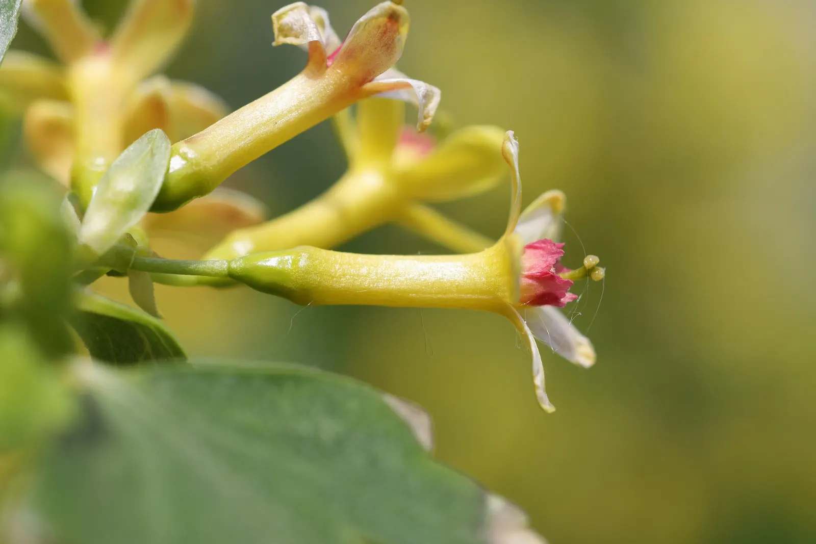 Golden Currant (Ribes Aureum Var. Gracillimum) — providing both aesthetic appeal and a habitat-friendly choice for garden enthusiasts; shrub for, image 99