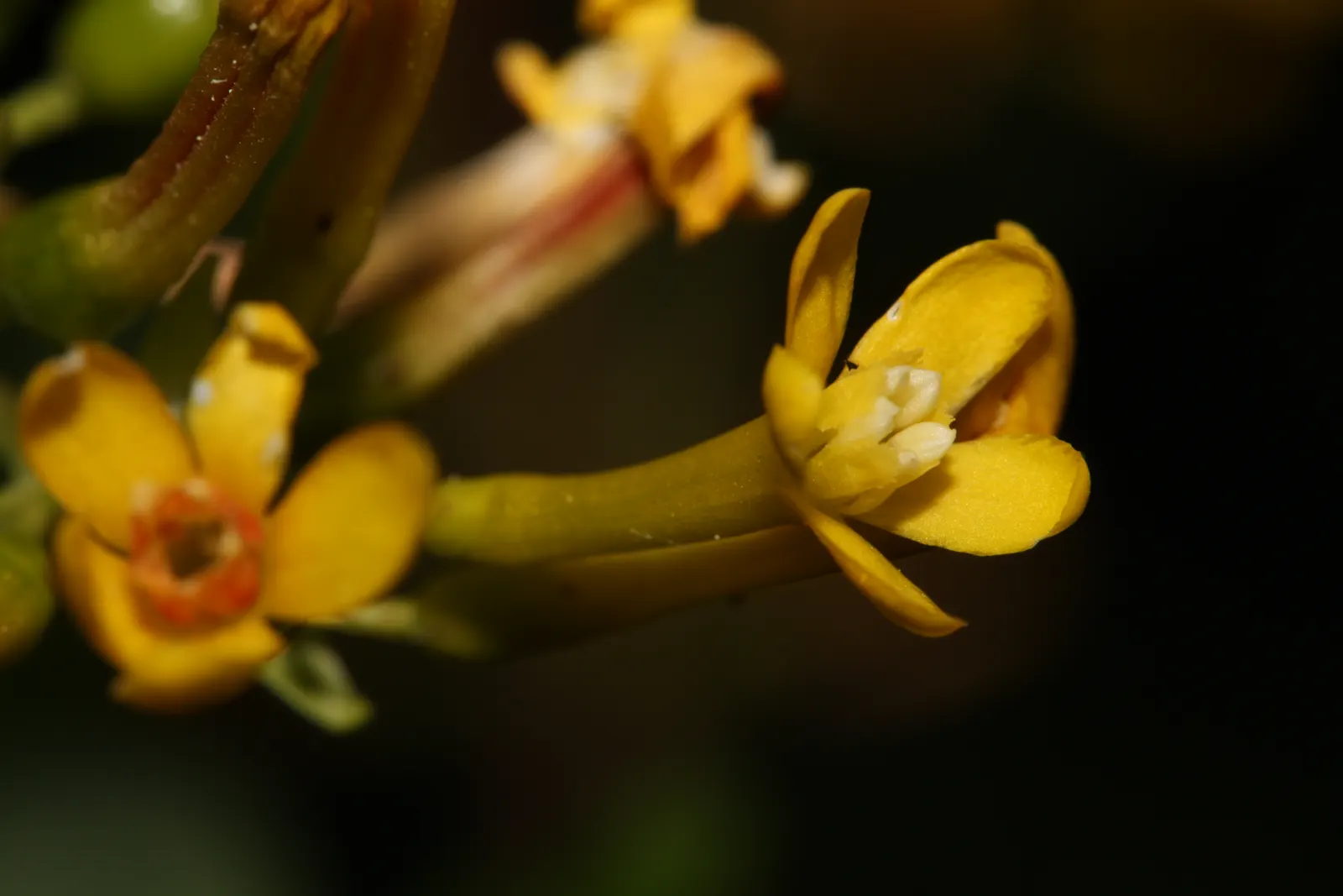Golden Currant (Ribes Aureum Var. Gracillimum) — Its arching branches offer multi-season interest, with vibrant fall foliage and attractive winter, image 95