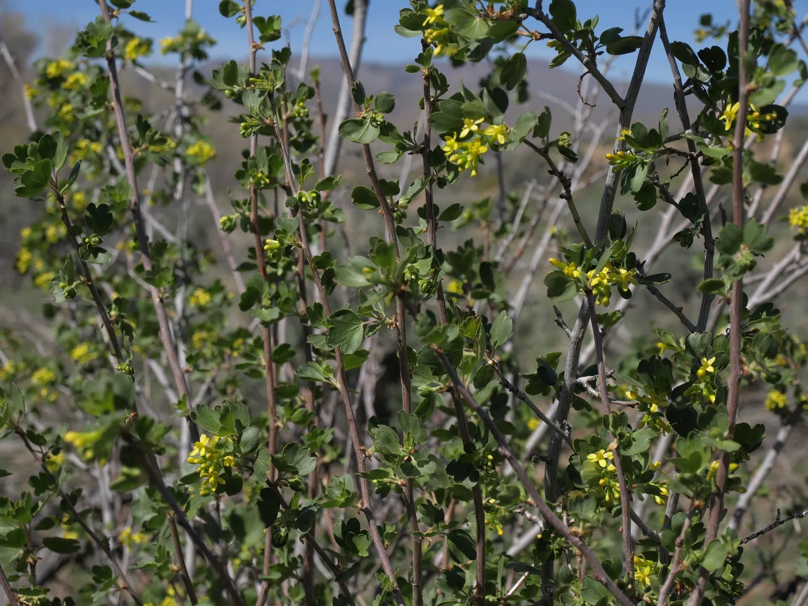 Golden Currant (Ribes Aureum Var. Gracillimum) — Ideal for wildlife gardens, hedges, and naturalized areas; providing both aesthetic appeal and a, image 66