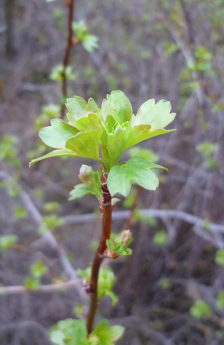 Golden Currant (Ribes Aureum Var. Gracillimum) — This drought-tolerant species requires full sun to partial shade and well-drained soils; consider, image 64