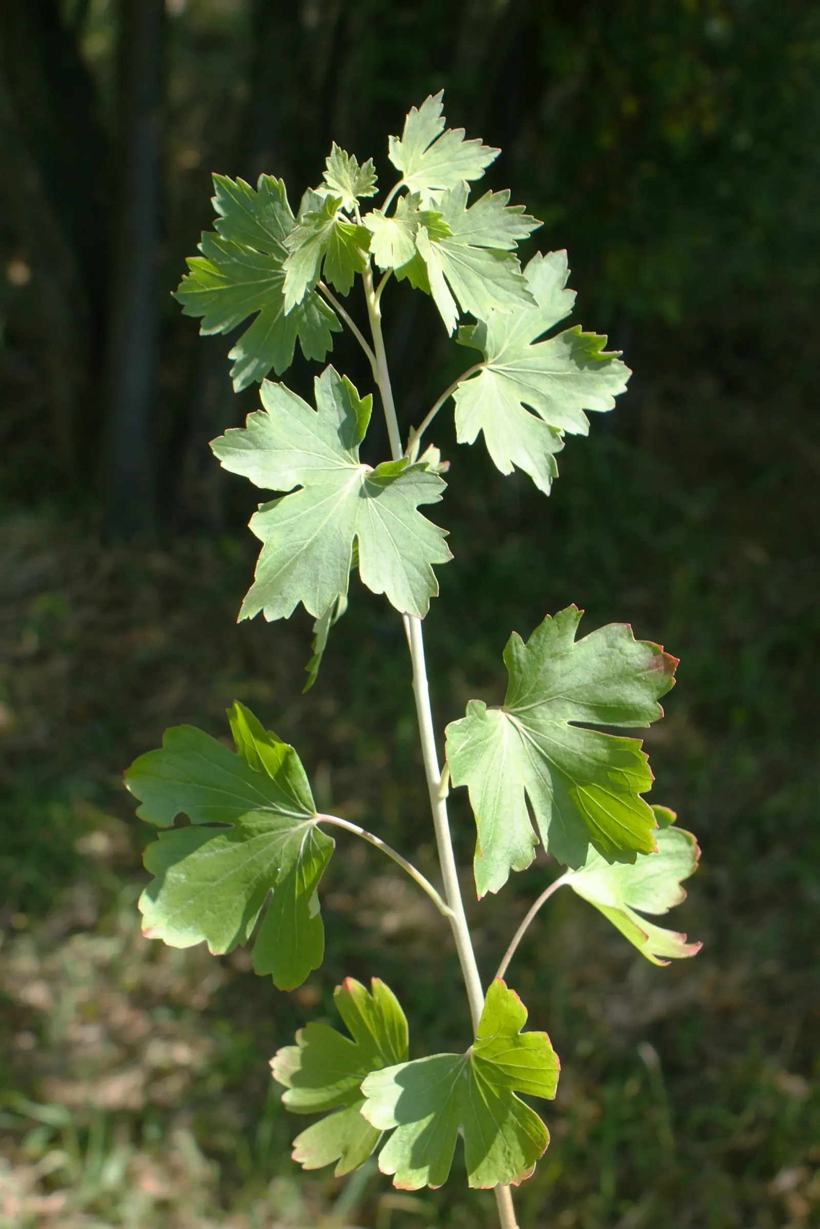 Golden Currant (Ribes Aureum Var. Gracillimum) — Thriving in USDA zones 4-8, it reaches heights of 6-8 feet with a similar spread; edible berries, image 63