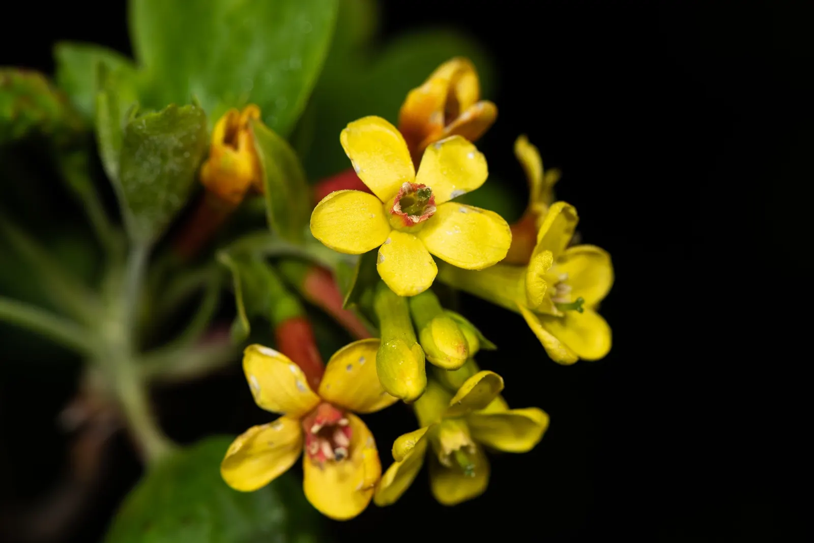 Golden Currant (Ribes Aureum Var. Gracillimum) — This drought-tolerant species requires full sun to partial shade and well-drained soils; consider its use as a