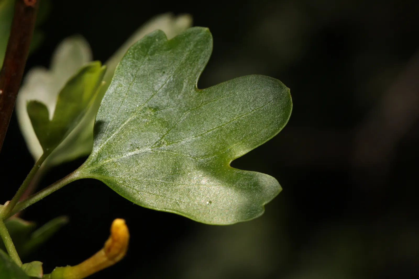 Golden Currant (Ribes Aureum Var. Gracillimum) — Golden Currants are drought-tolerant once established; provide them with full sun to partial shade, image 81