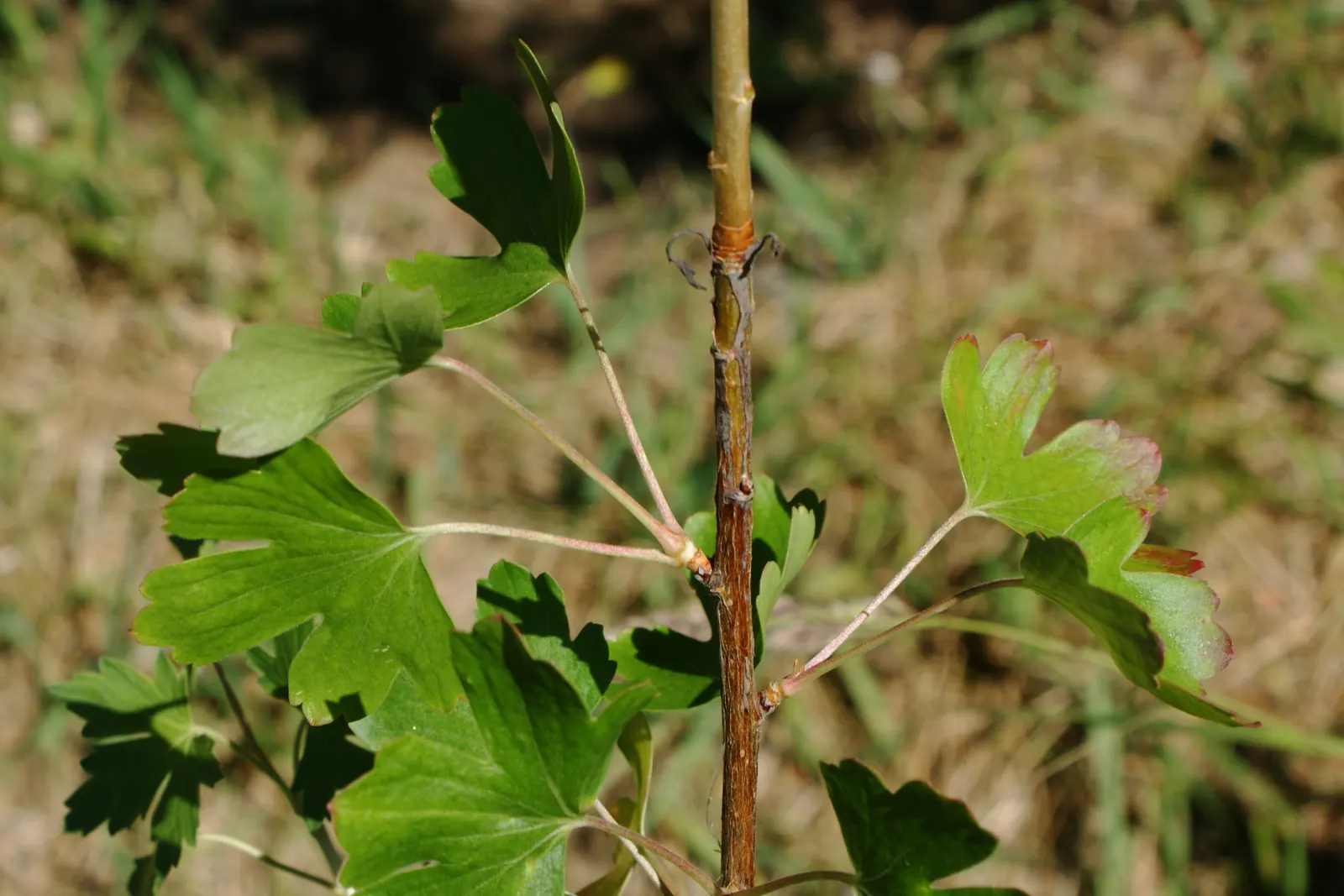Golden Currant (Ribes Aureum Var. Gracillimum) — The Golden Currant, or Ribes aureum var; each roughly 1/2 inch in diameter, image 67