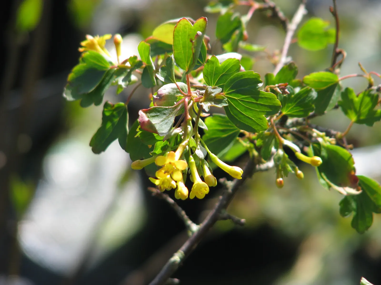 Golden Currant (Ribes Aureum Var. Gracillimum) — edible berries ranging from golden to black when ripe; thriving in USDA zones 4-8, it reaches, image 78